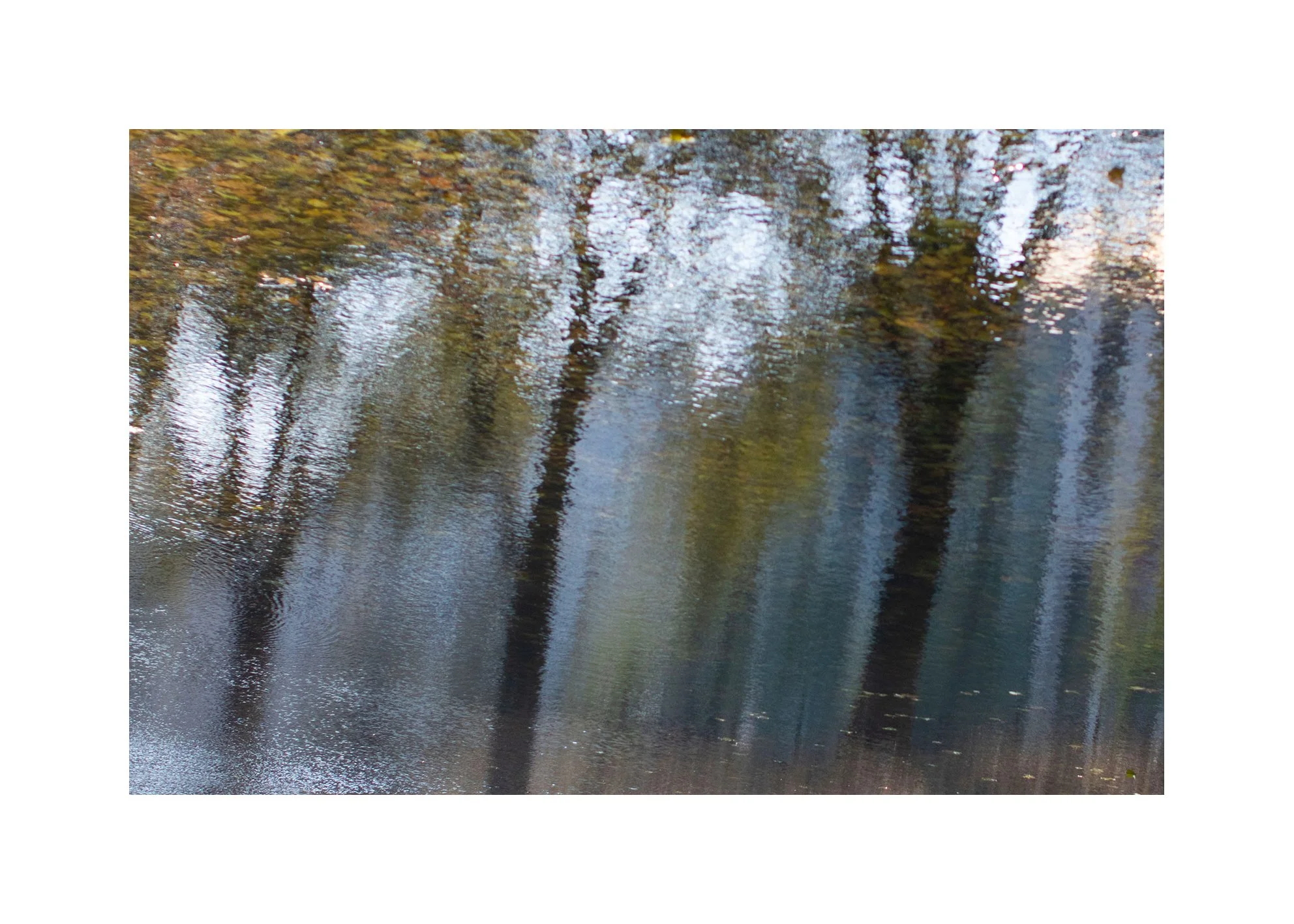reflections-three-trees.jpg