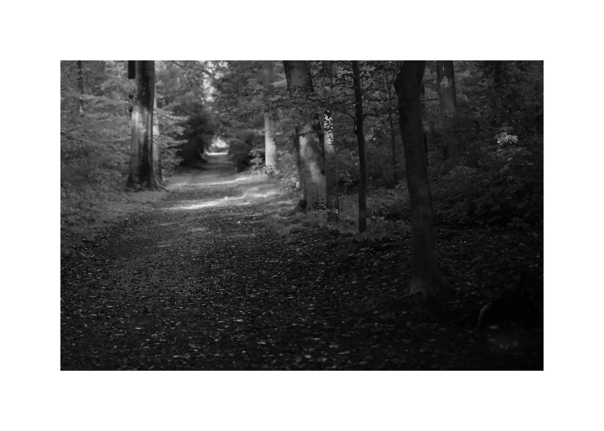 forest-endofpath-frame.jpg