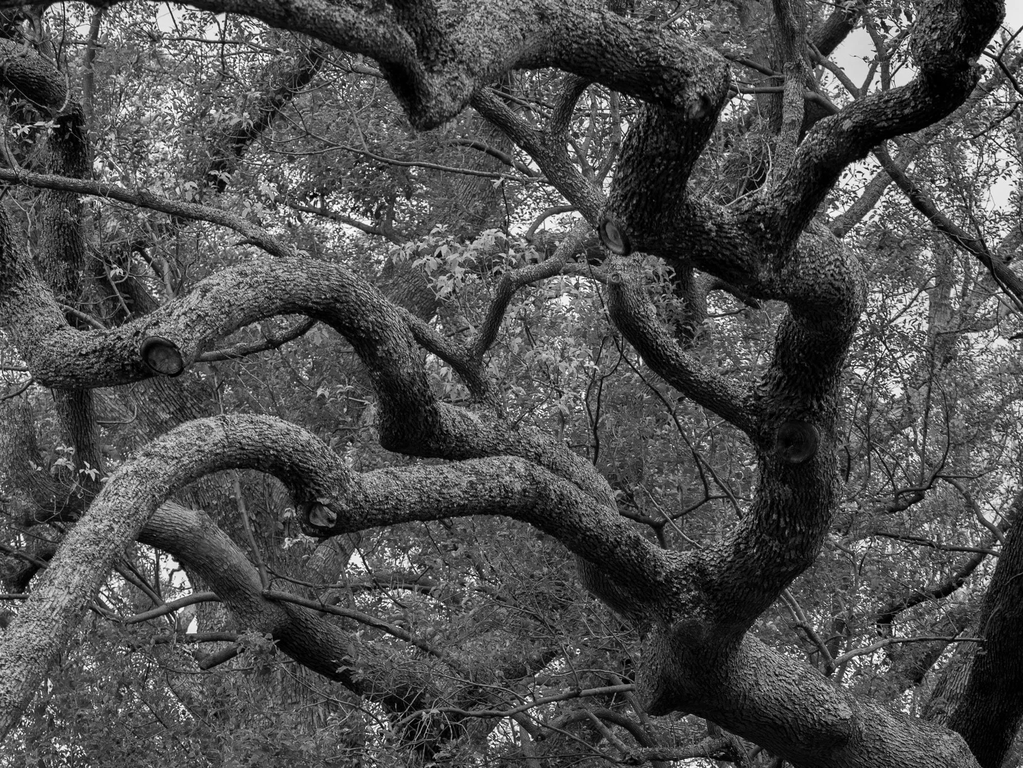 trees-twisted.jpg
