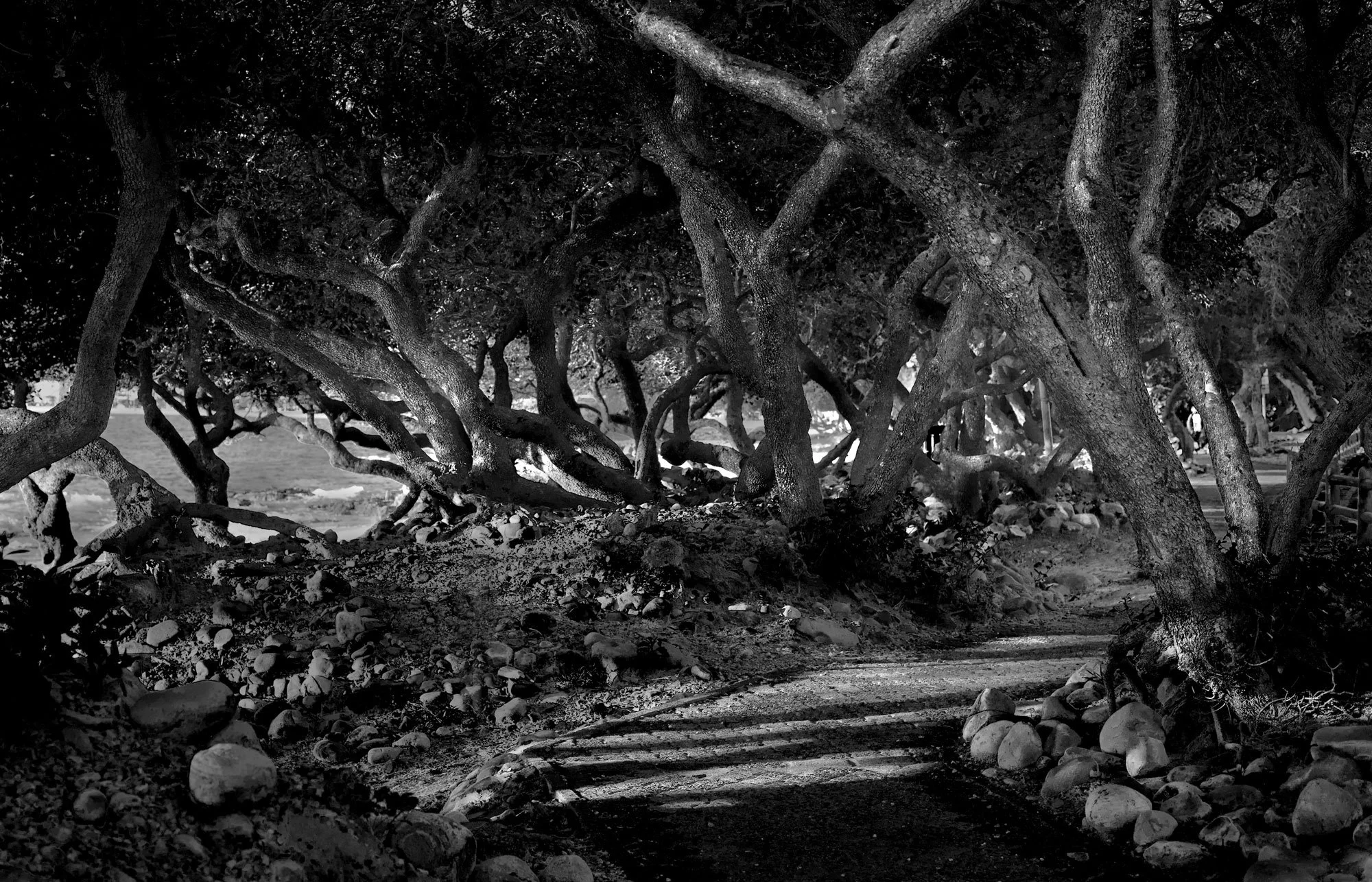 trees-branching-out.jpg