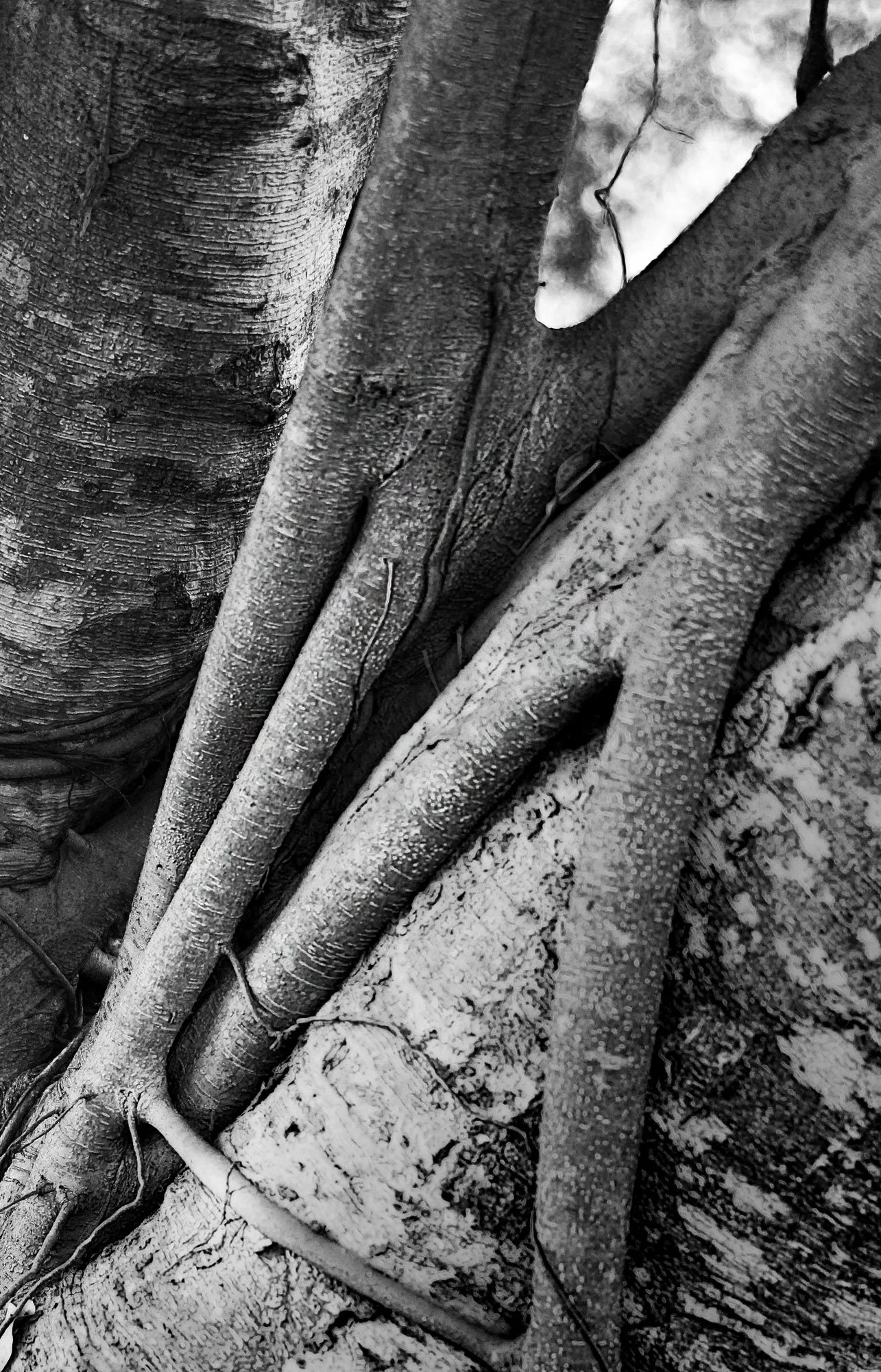 Tree-v.jpg