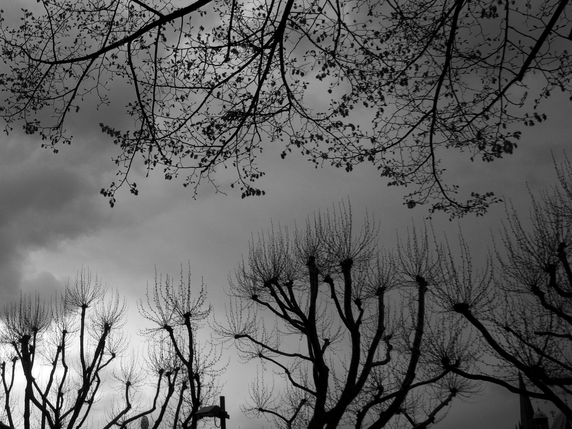 trees-up-and-down.jpg