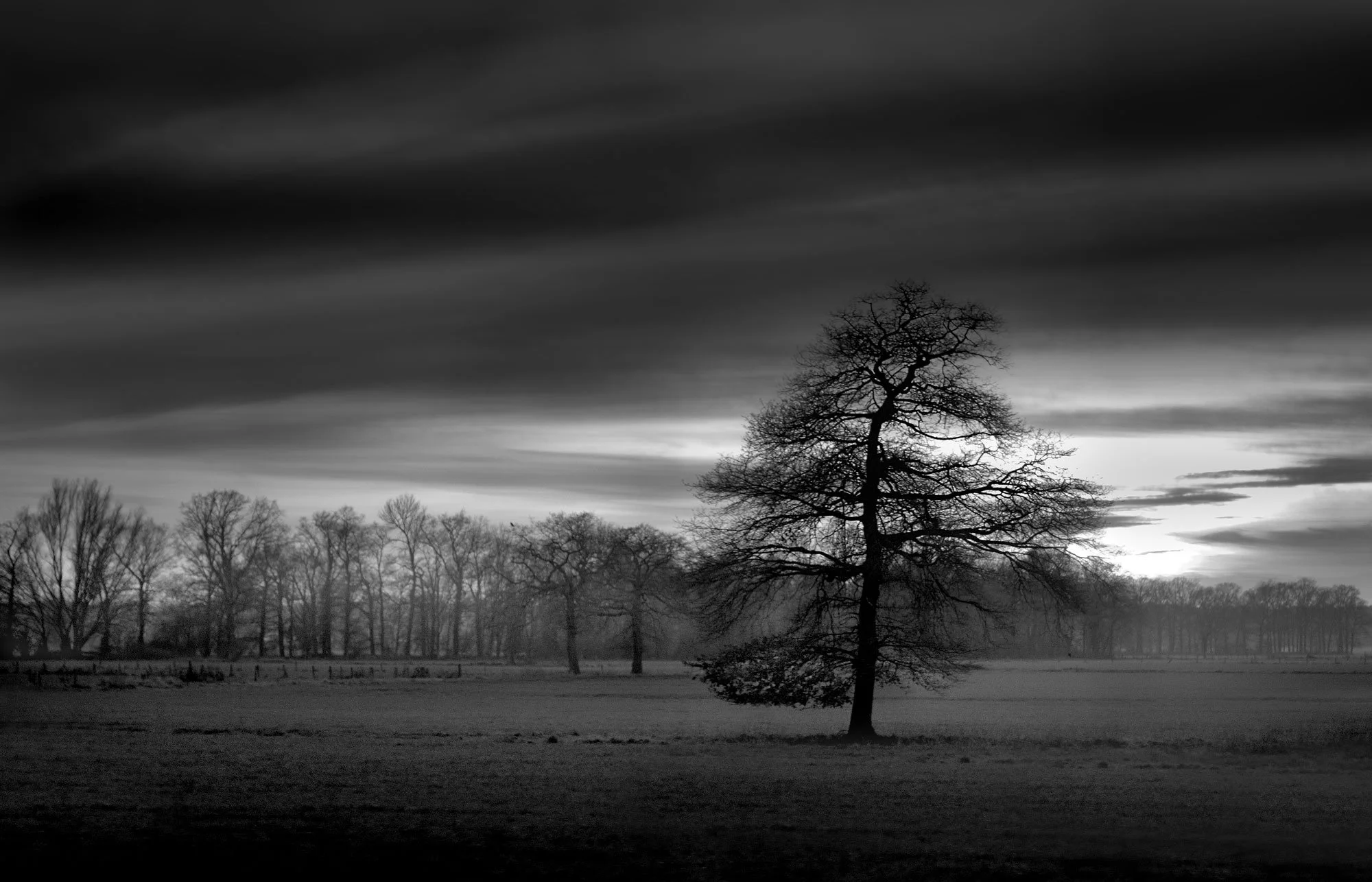 tree-reaching-out.jpg