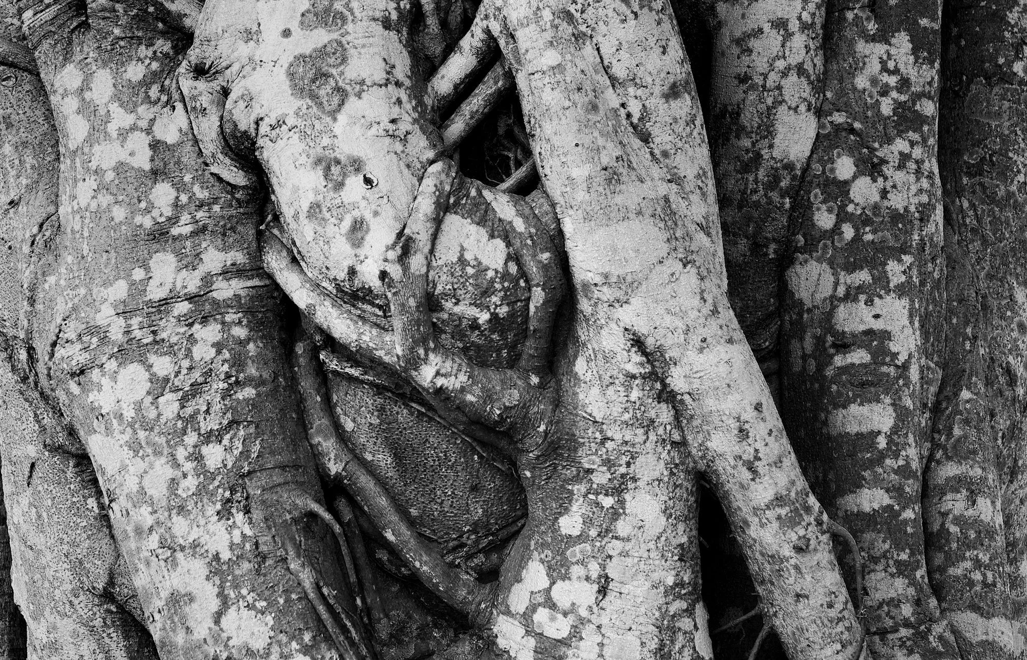 tree-connected.jpg