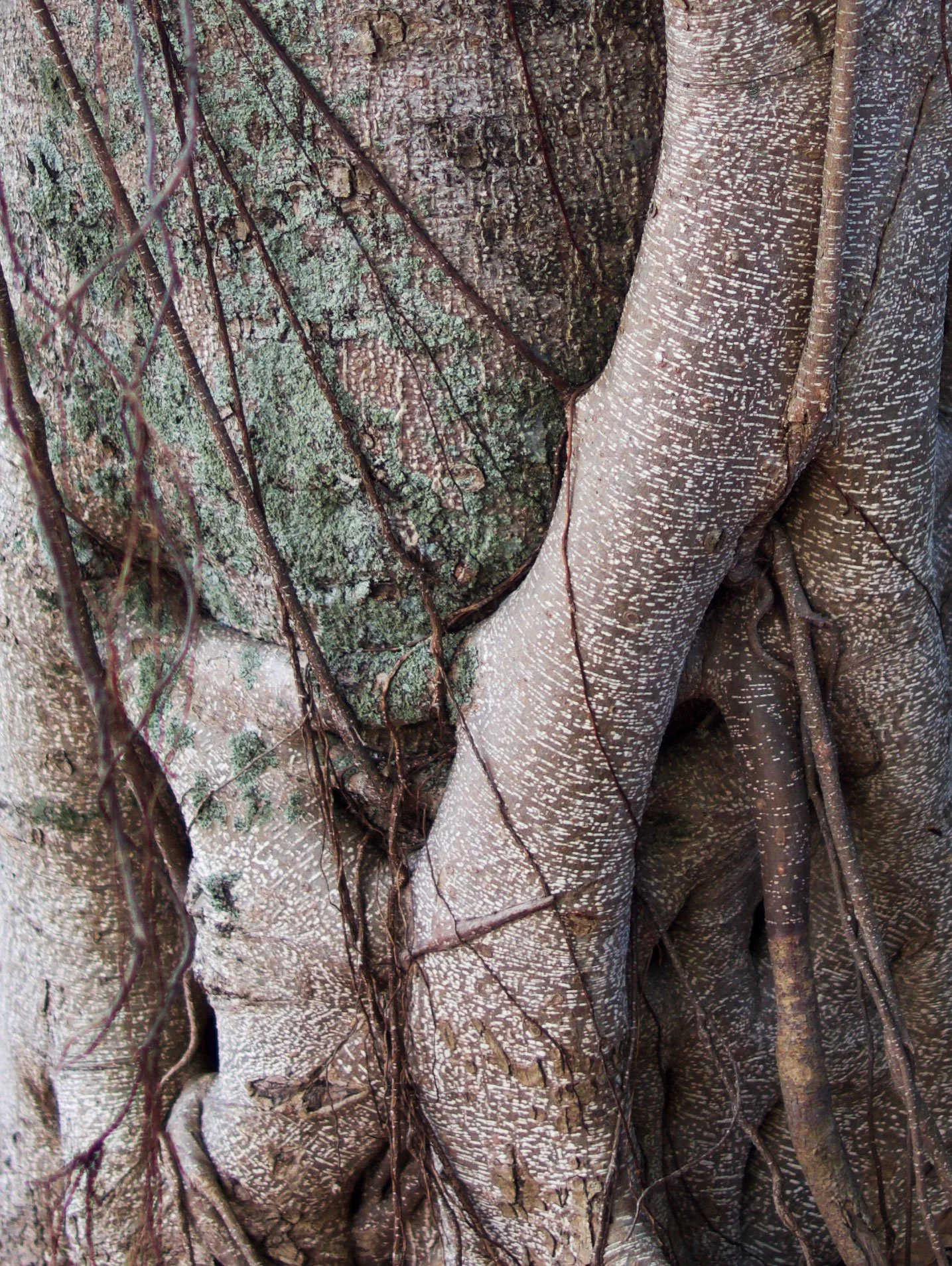 tree-string.jpg