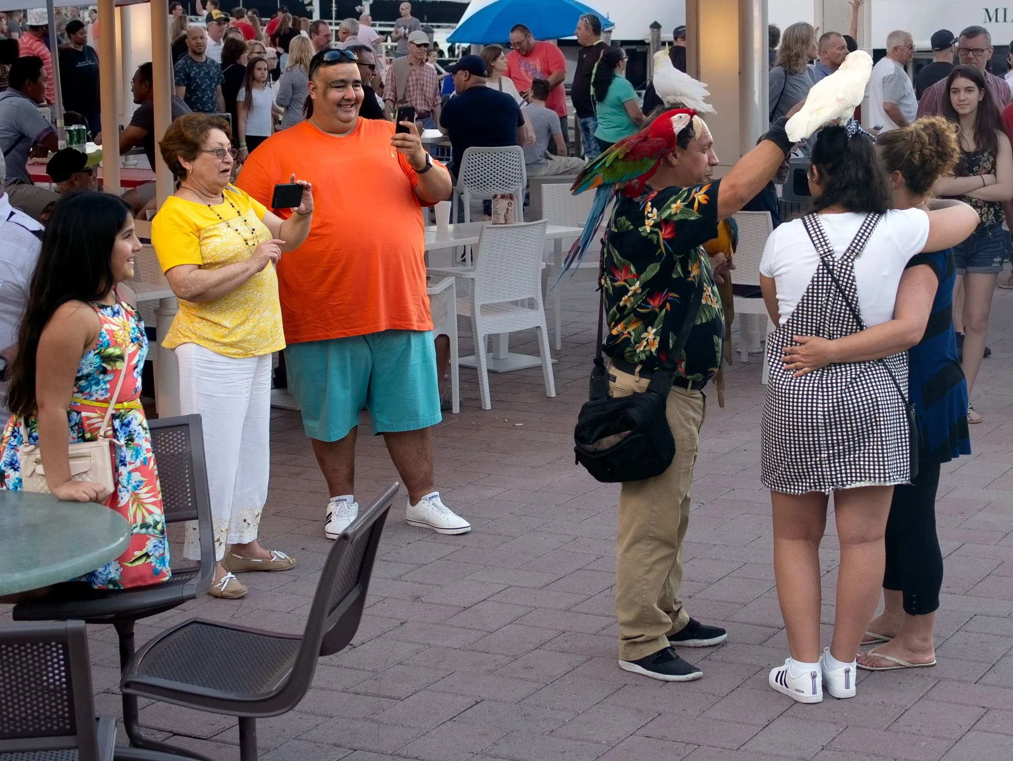 Miami-parrots.jpg