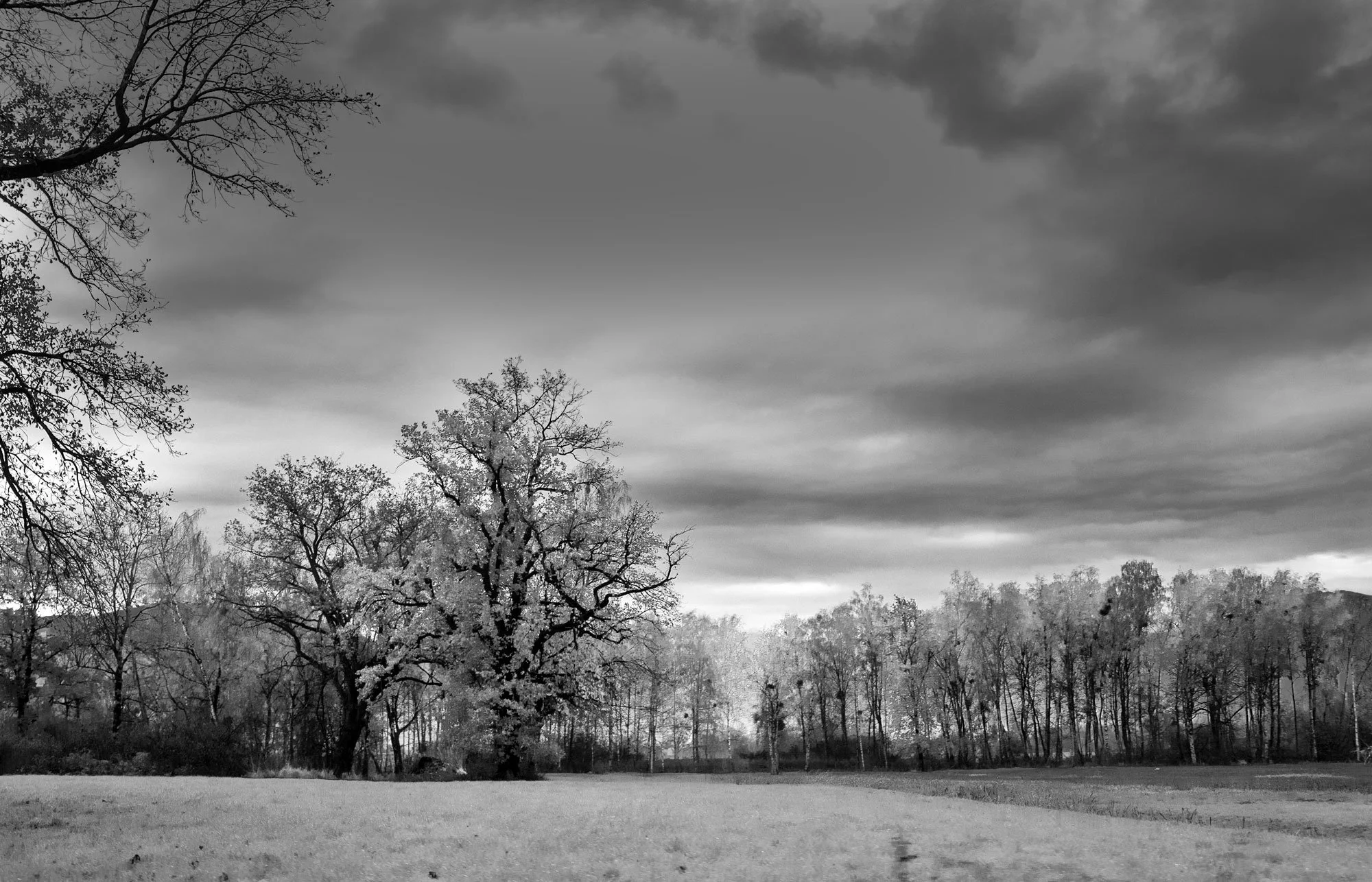 Liechtenstein-meadow.jpg