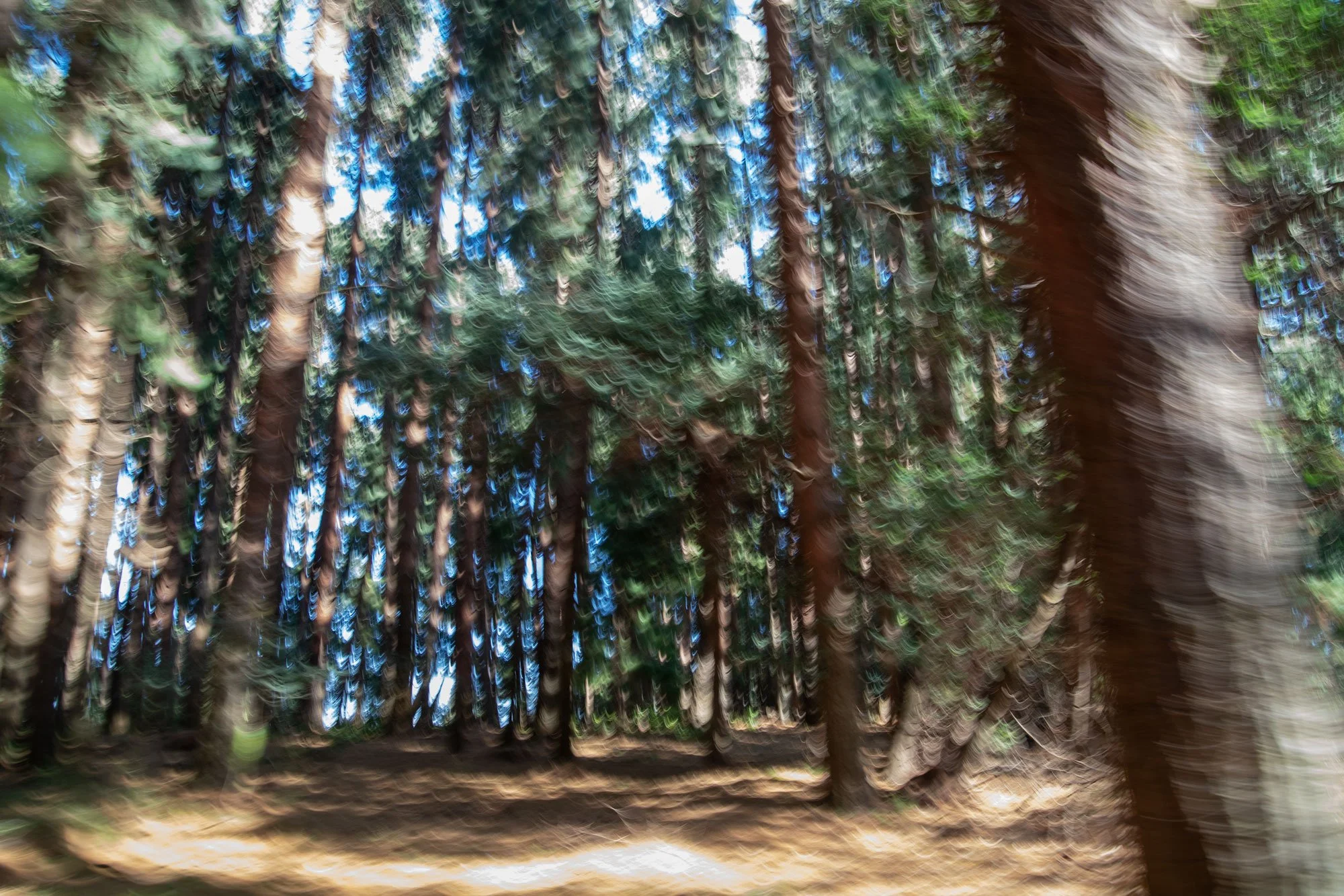 expressionism-dunkeld-forest.jpg