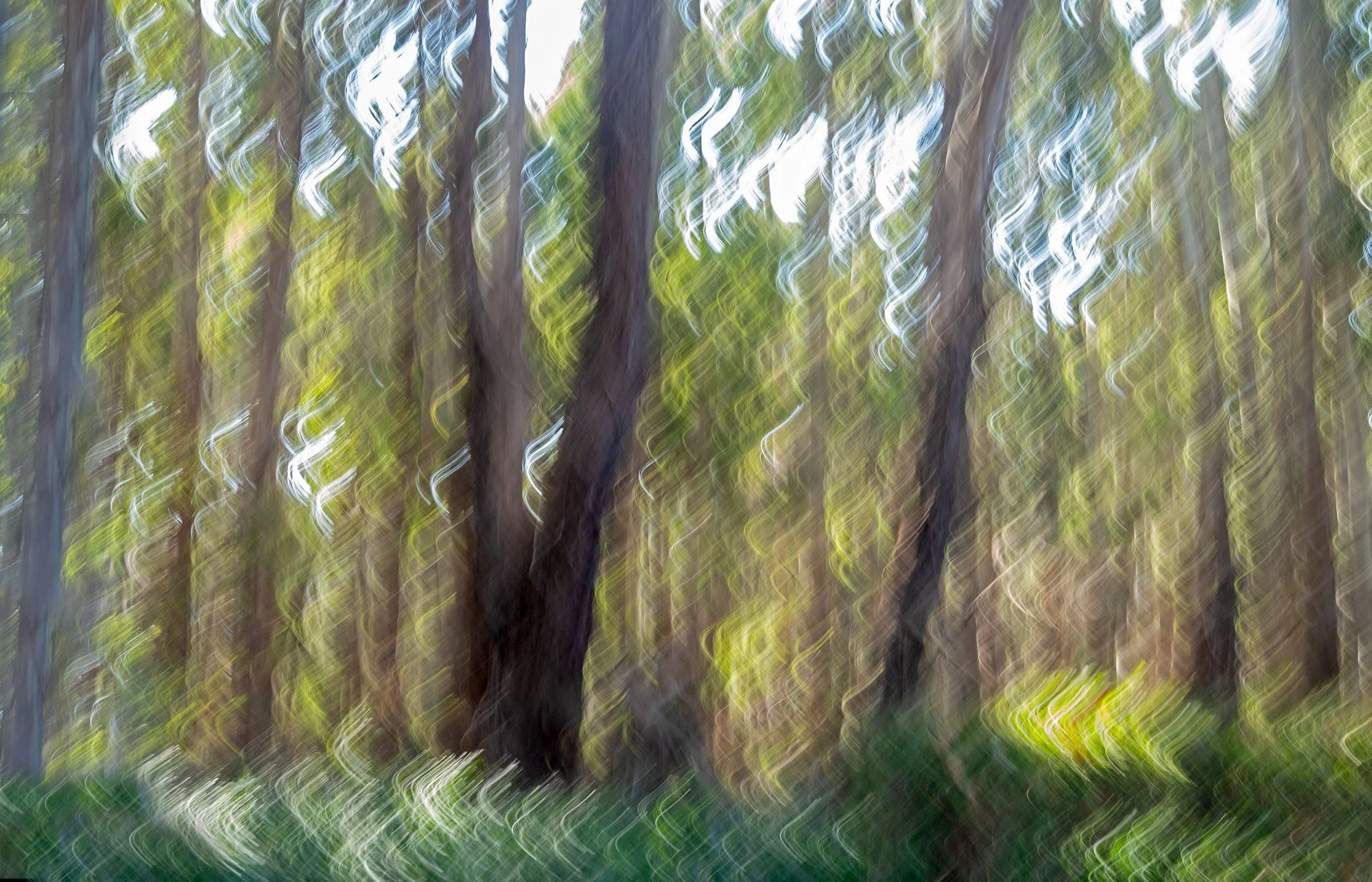 expressionism-garden.jpg