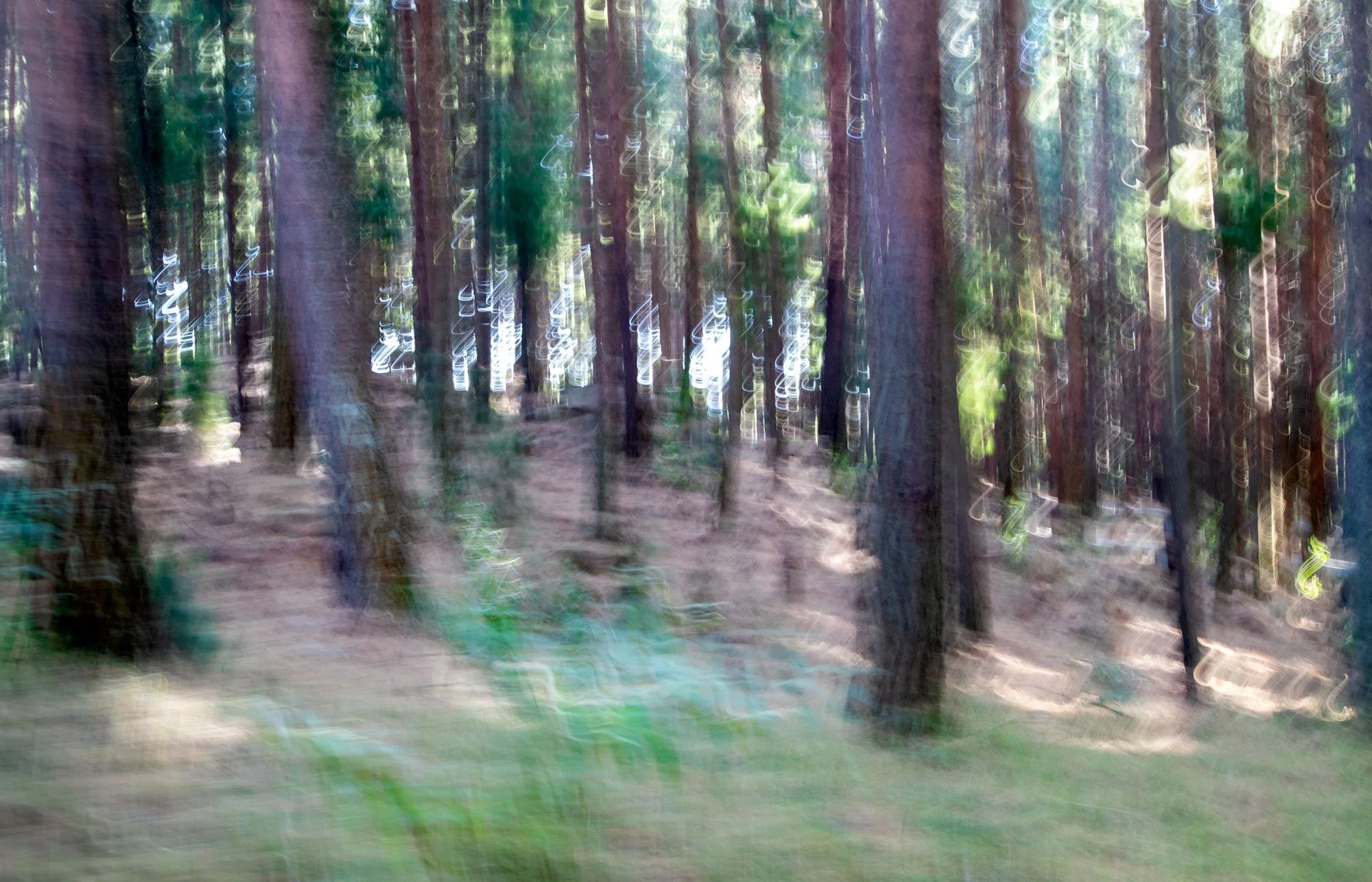 expressionism-forest-frenzy.jpg