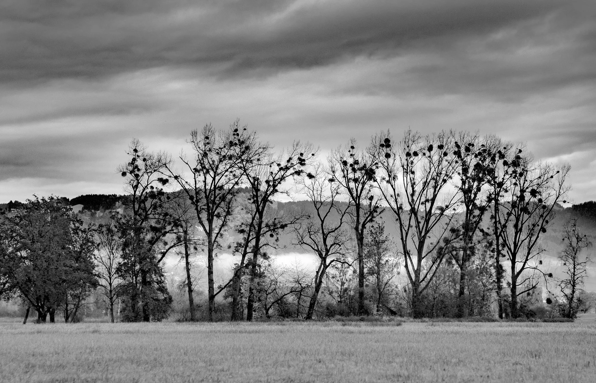 trees-bubbles.jpg
