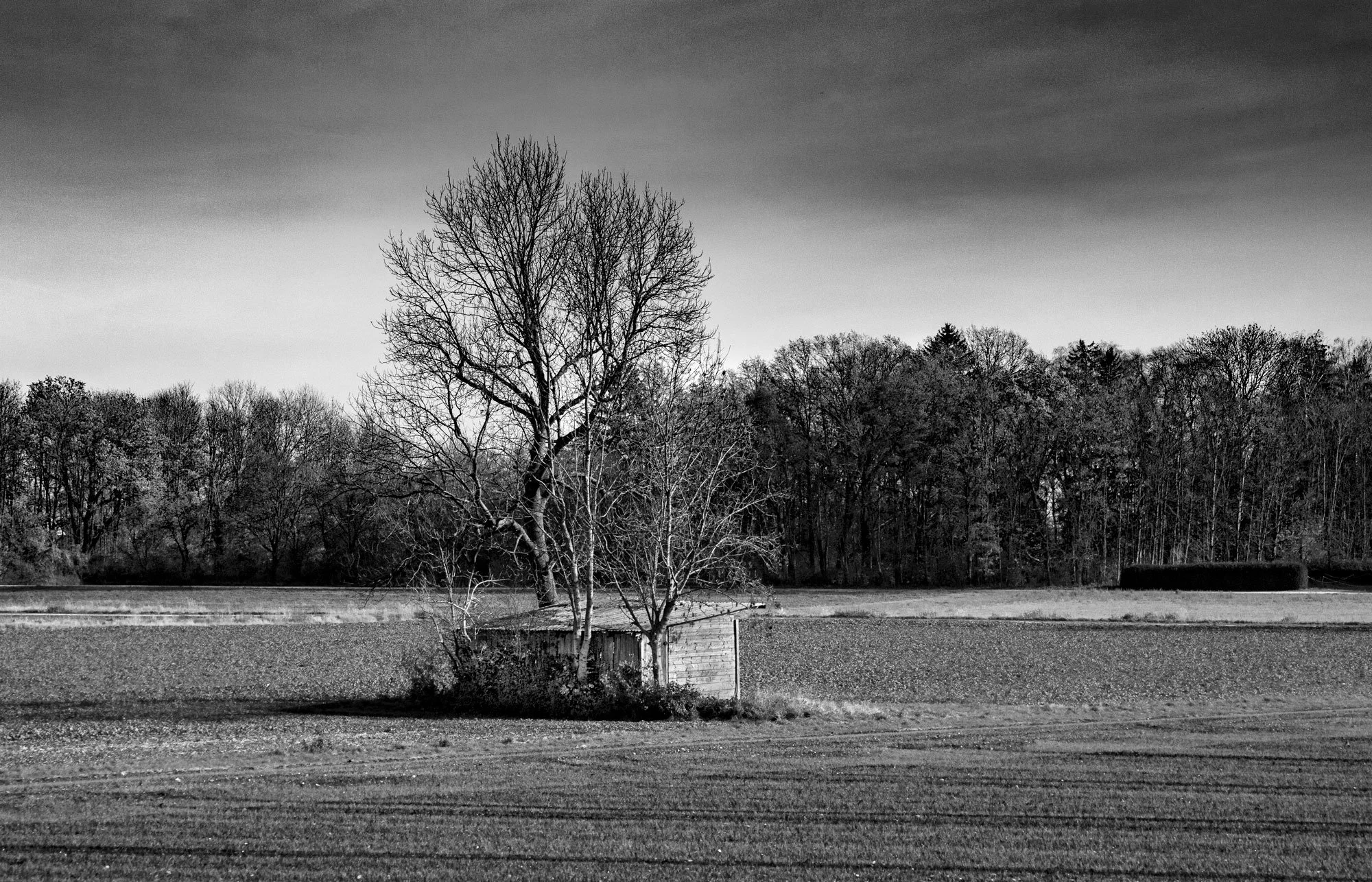 trees-around-shed.jpg