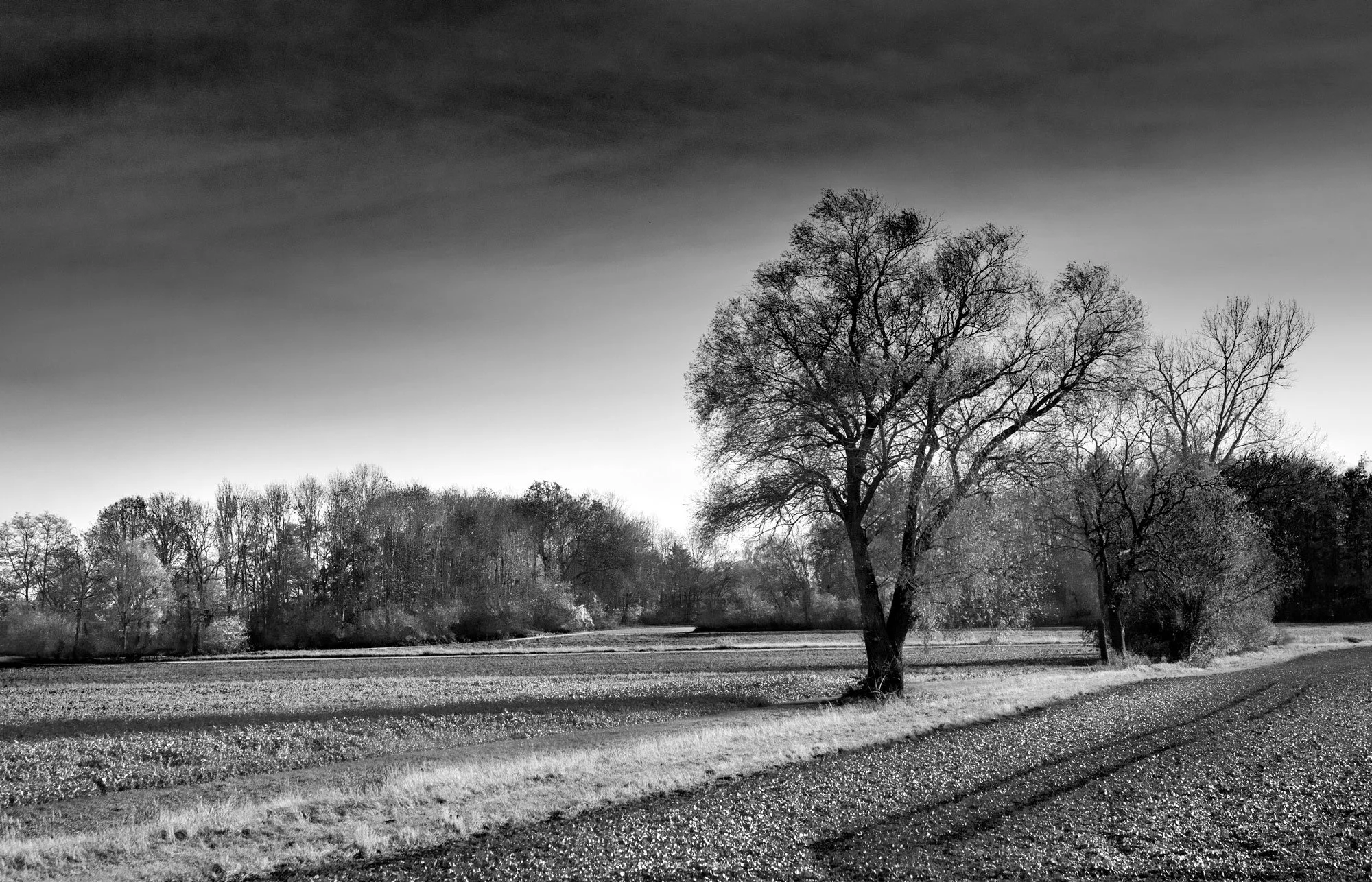 trees-roadside.jpg