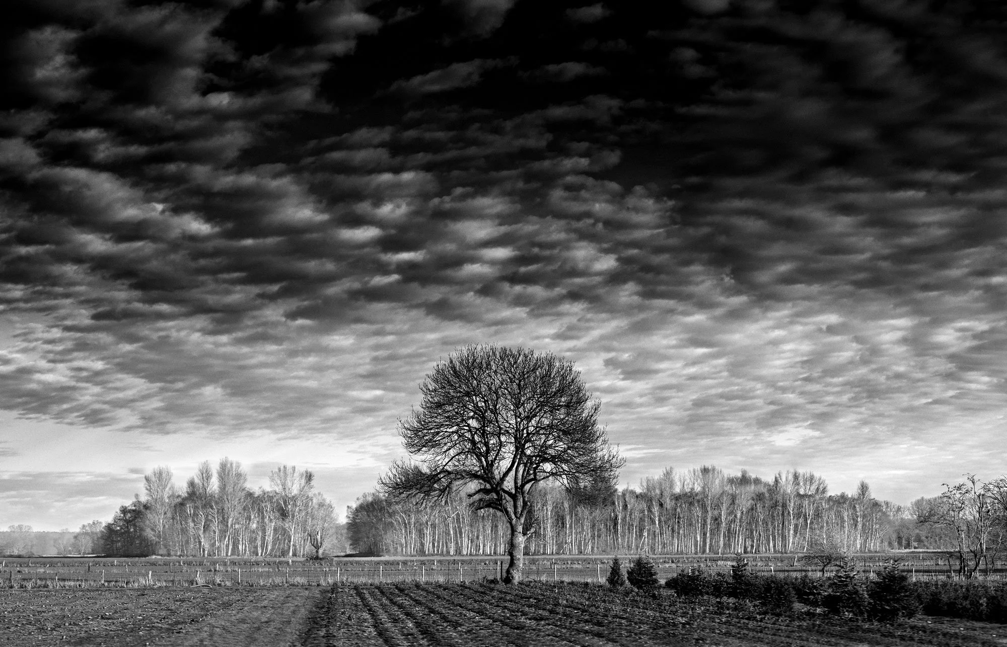 trees-andclouds.jpg