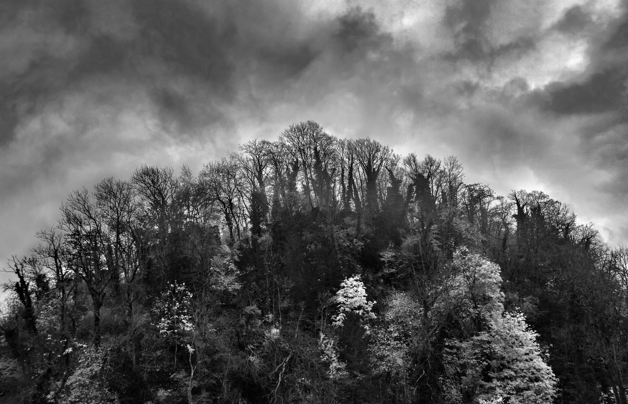 trees-lookingup.jpg