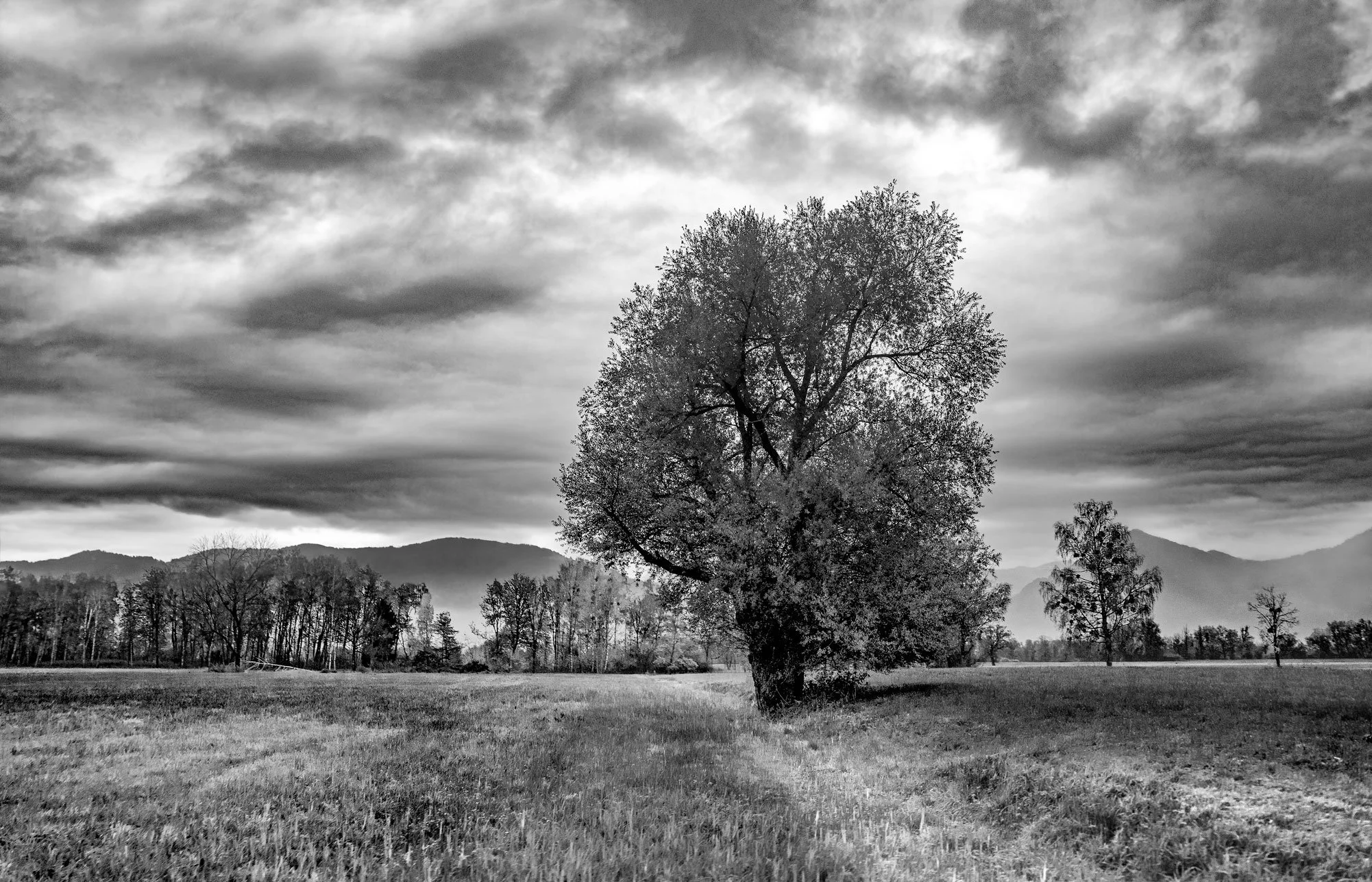 tree-Liechtensteintreebw.jpg