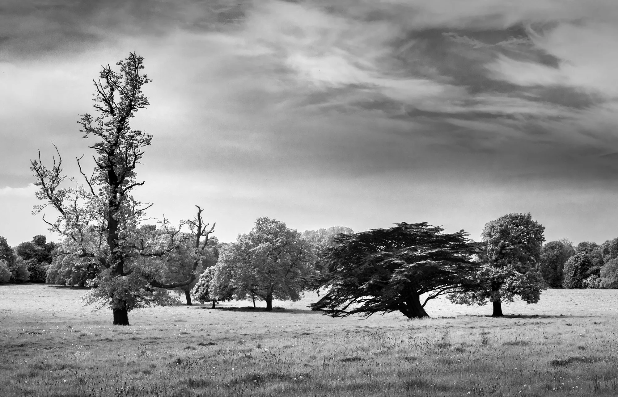 trees-allshapes.jpg