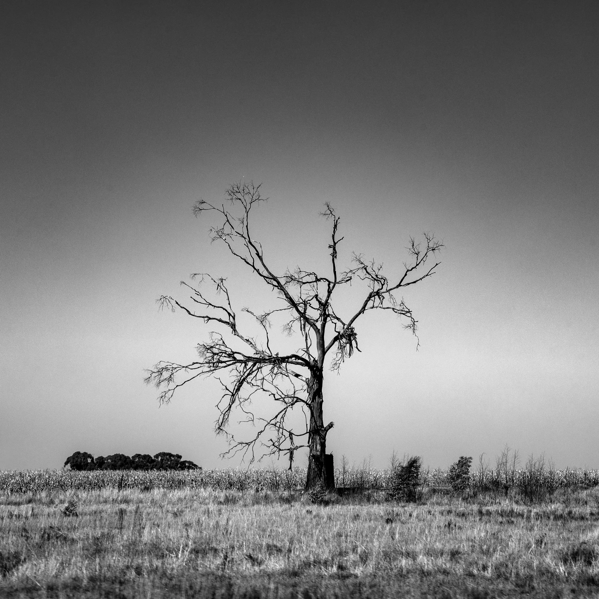 tree-stripped.jpg