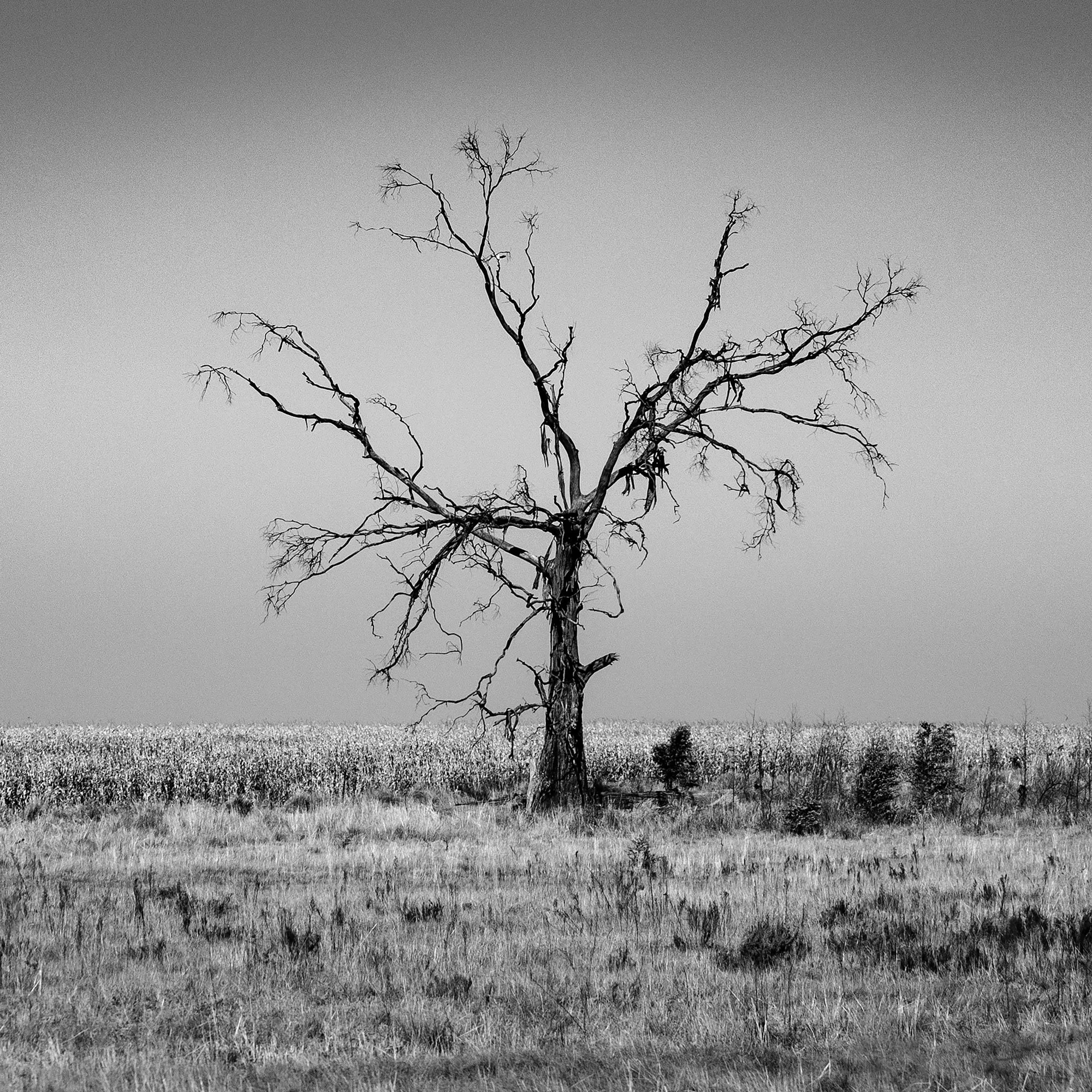 tree-scarecrow.jpg