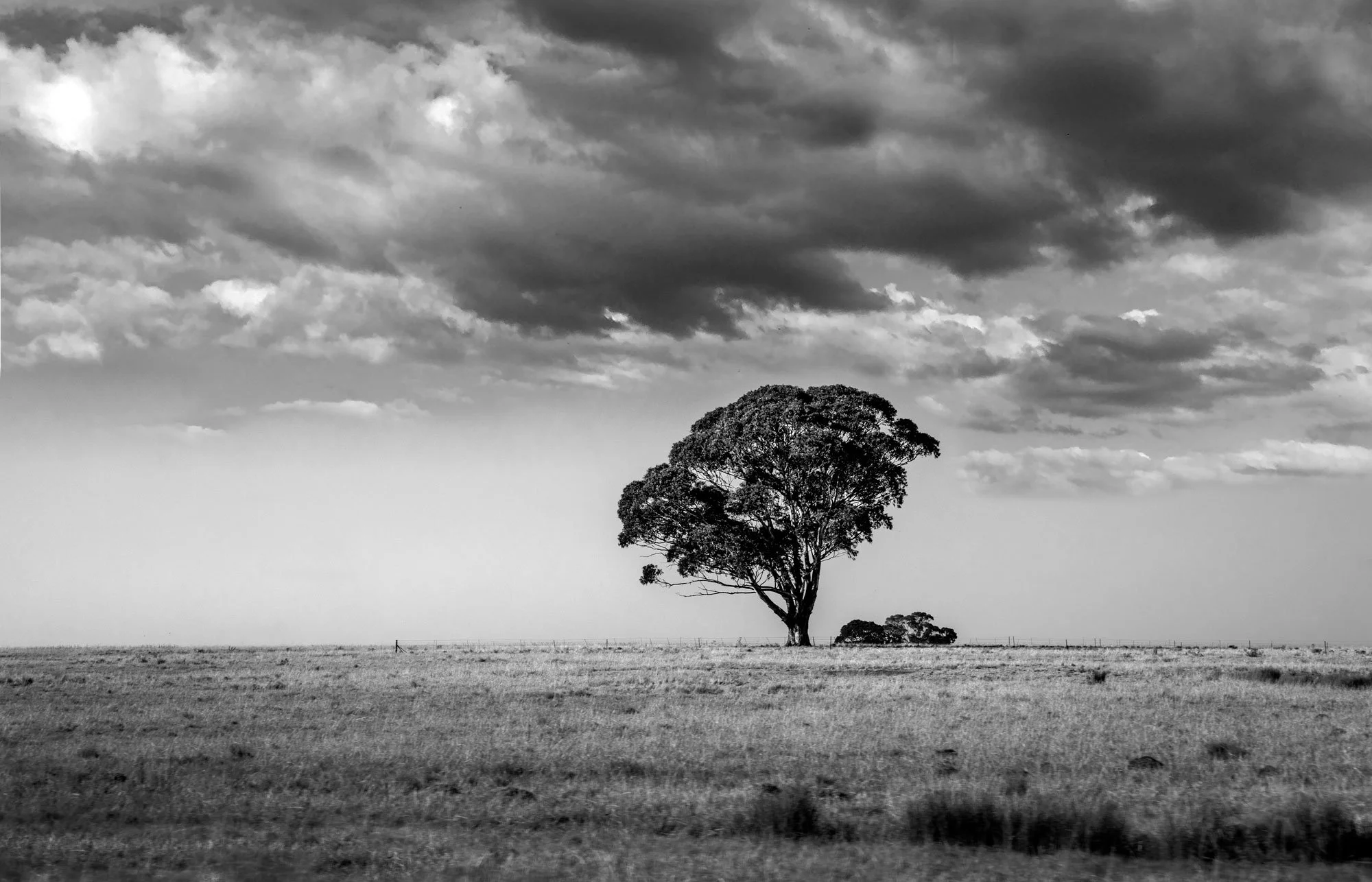 tree-proudsolitude.jpg