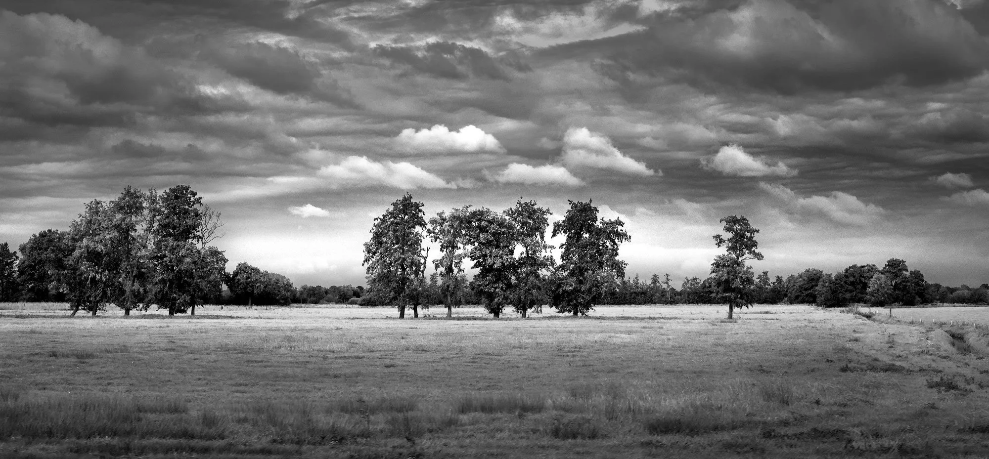 trees-countingtrees.jpg