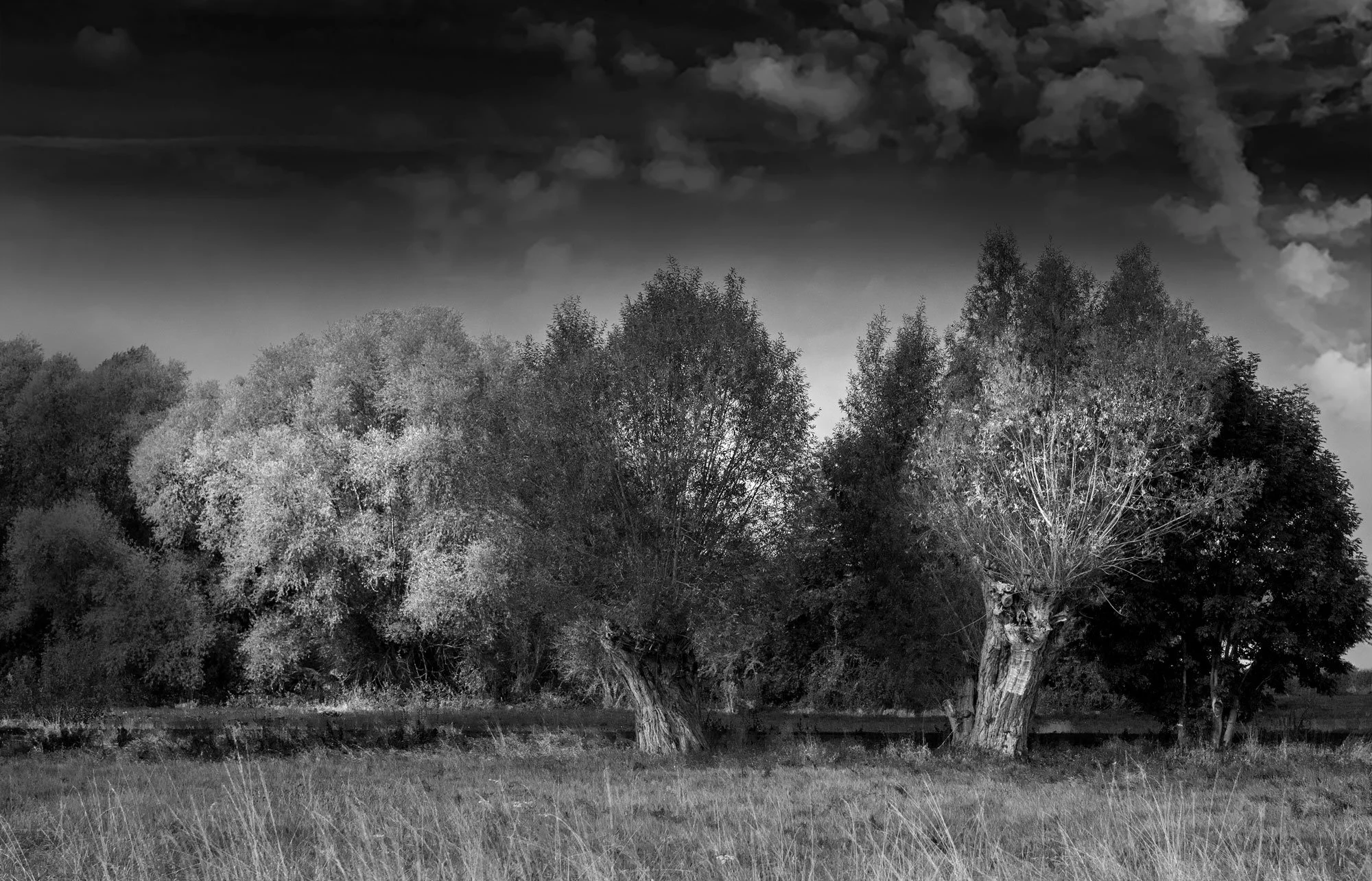 trees-backroad.jpg