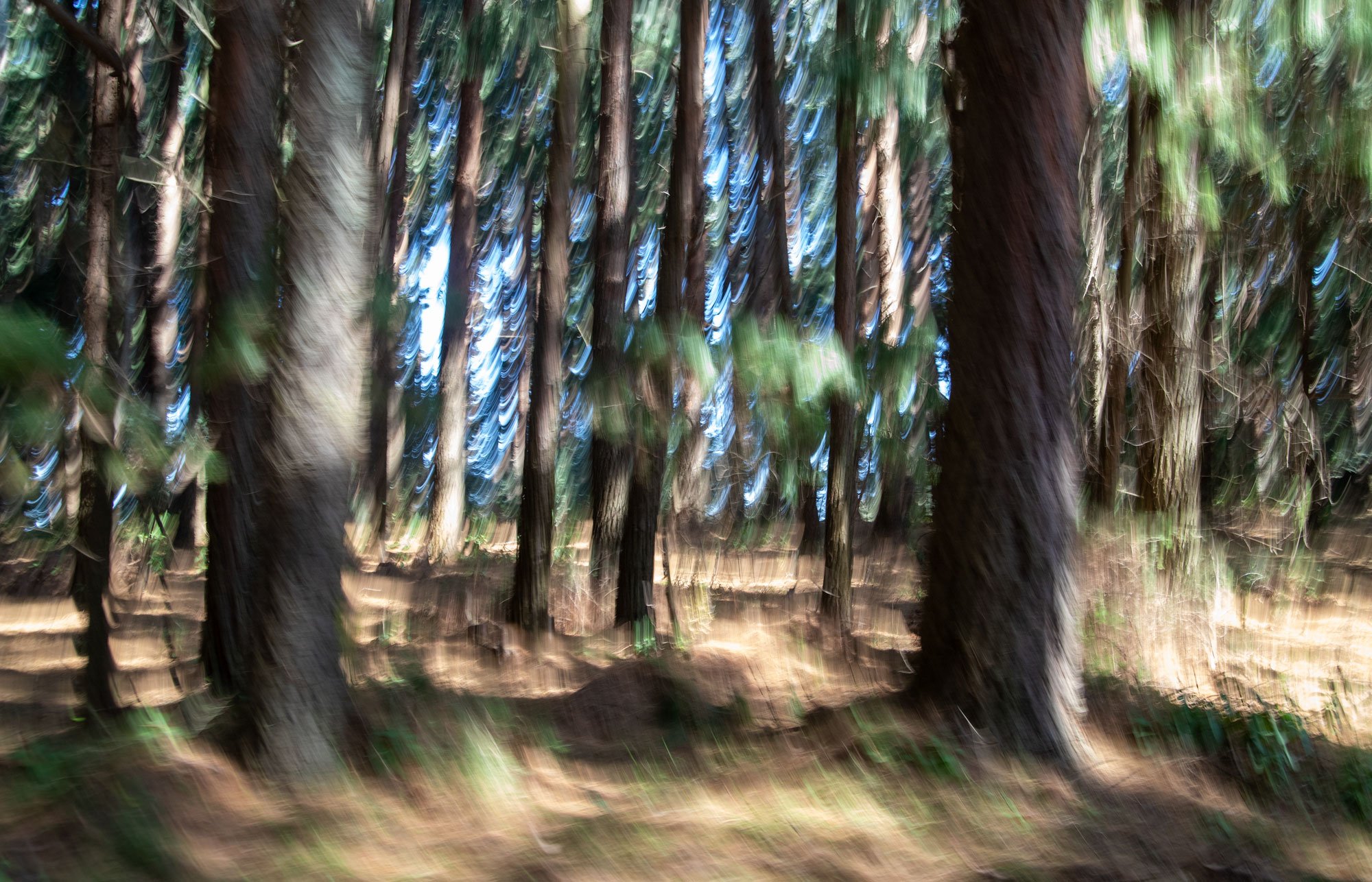 trees-solidground.jpg