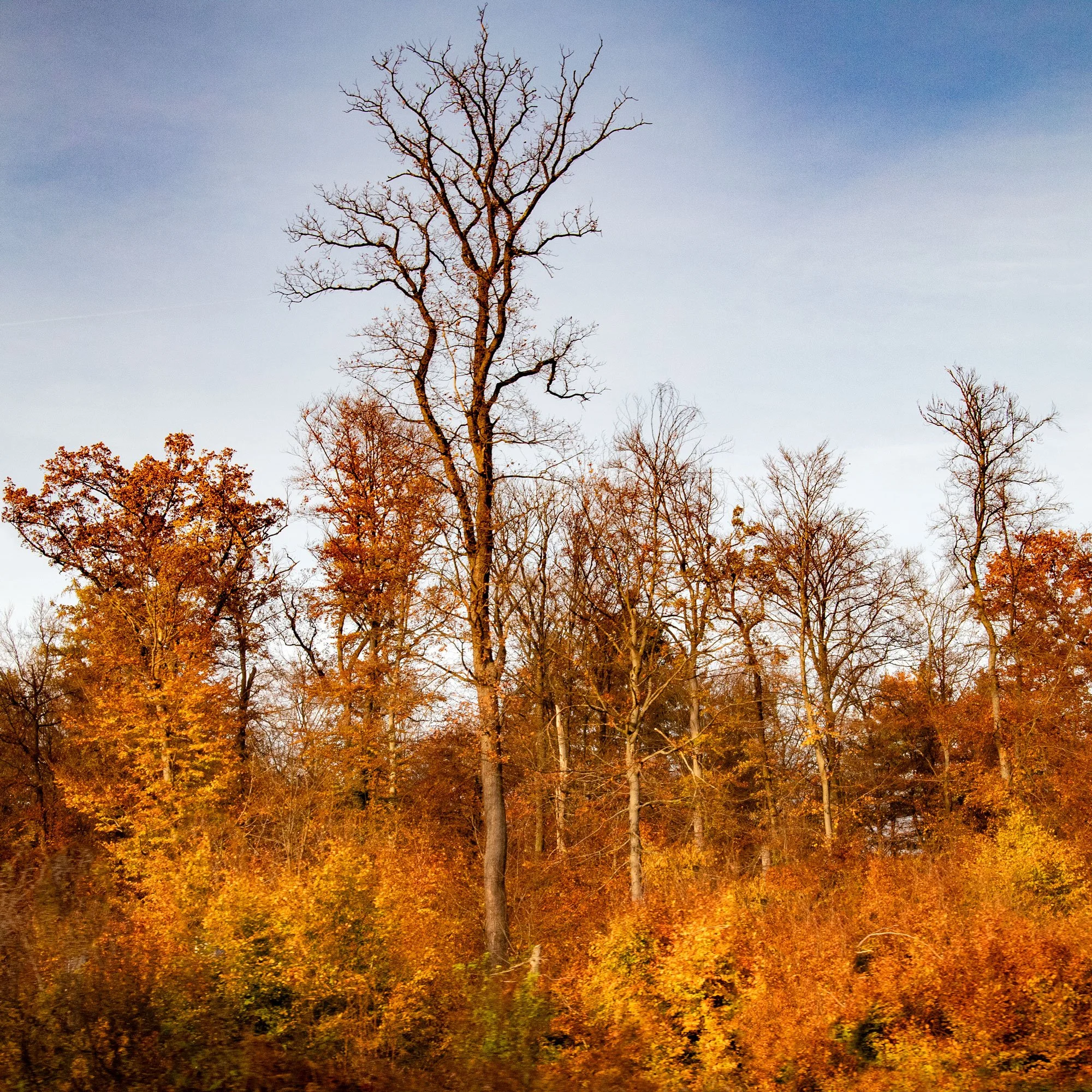 tree-leafless-square.jpg