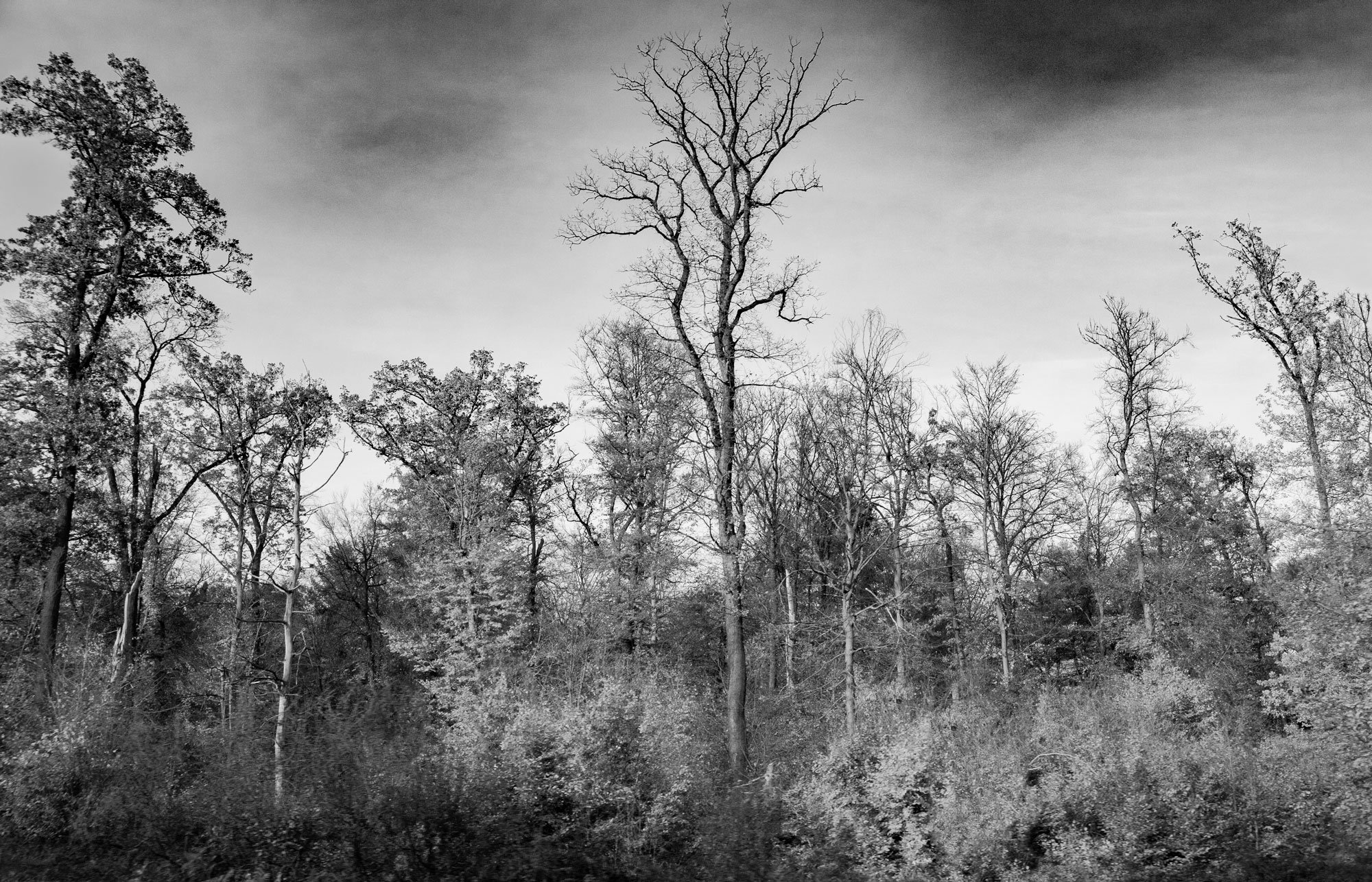 tree-leaflessbnw.jpg