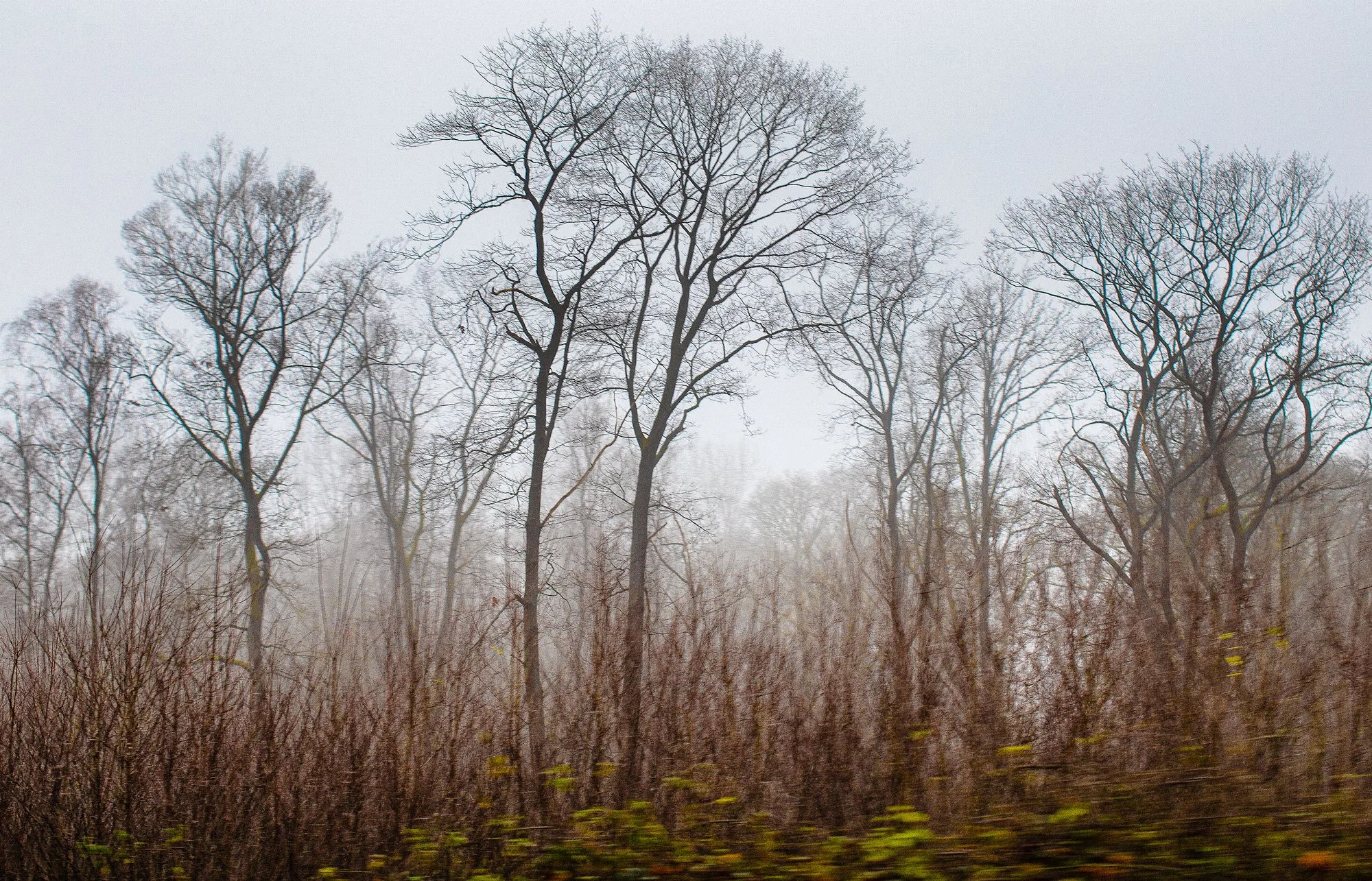 trees-winter-remains.jpg
