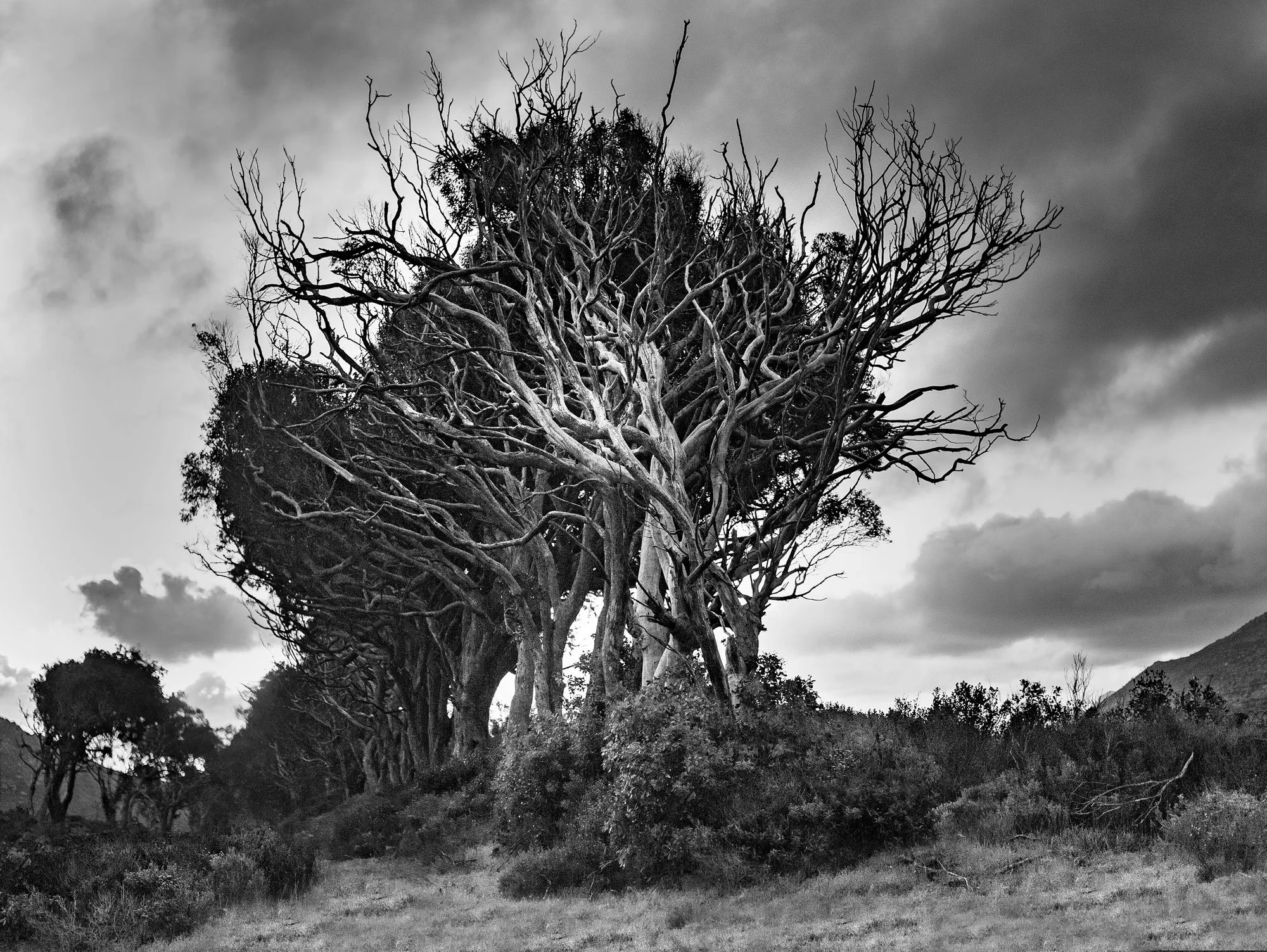 tree-bare.jpg