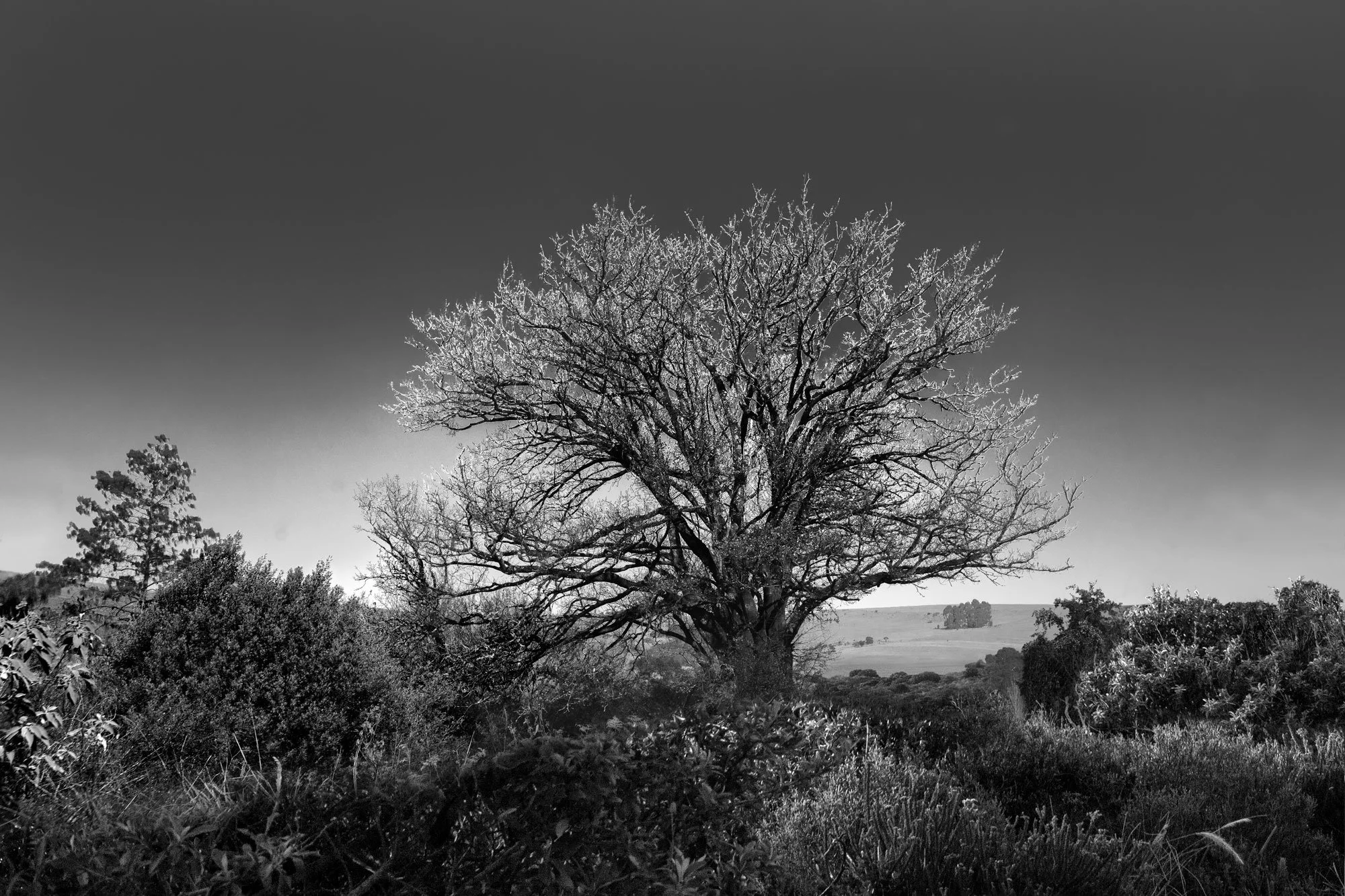 tree-Dullstroom.jpg