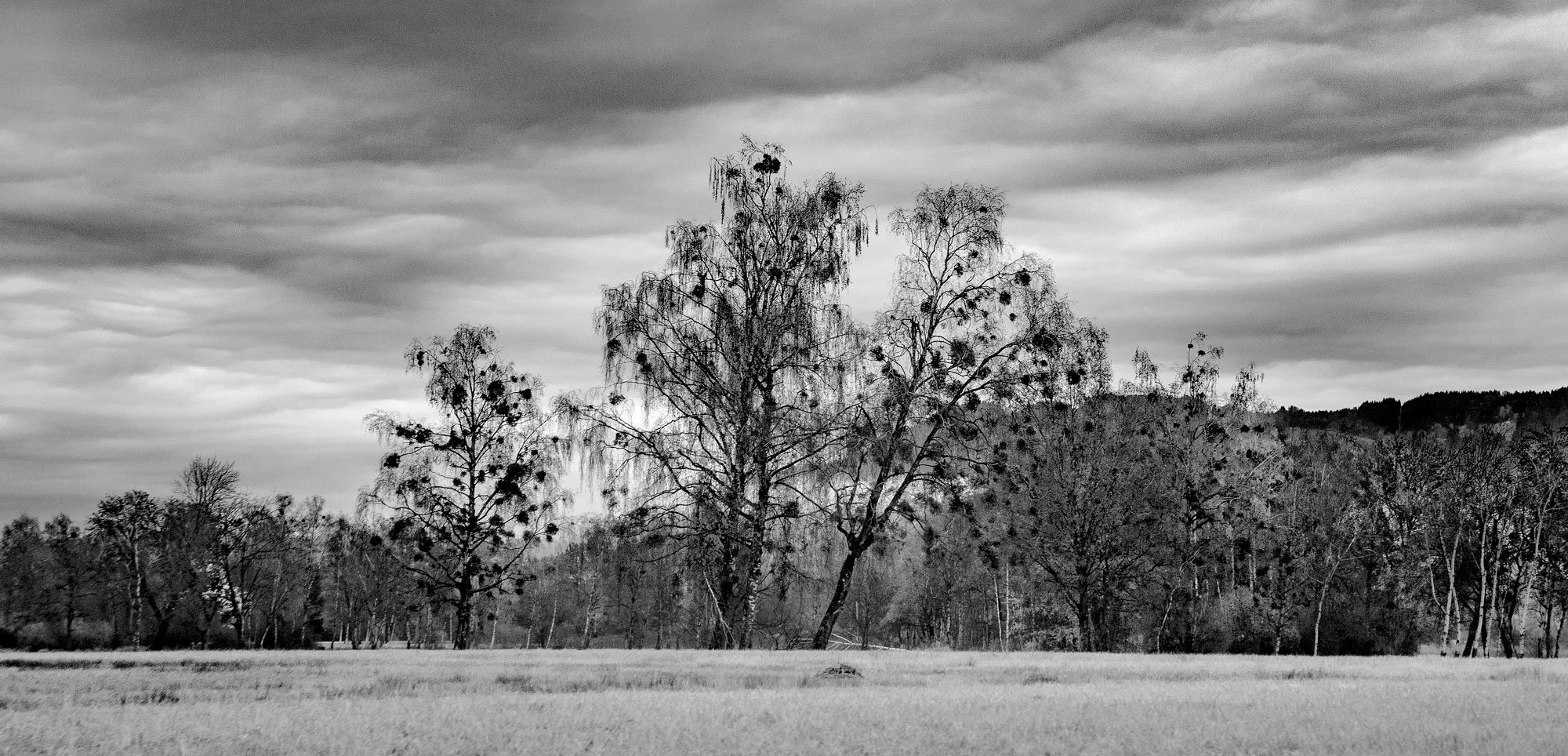 tree-blanket.jpg