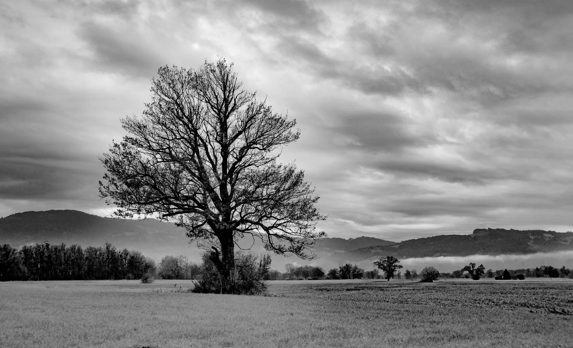tree-streakofmistpanorama.jpg