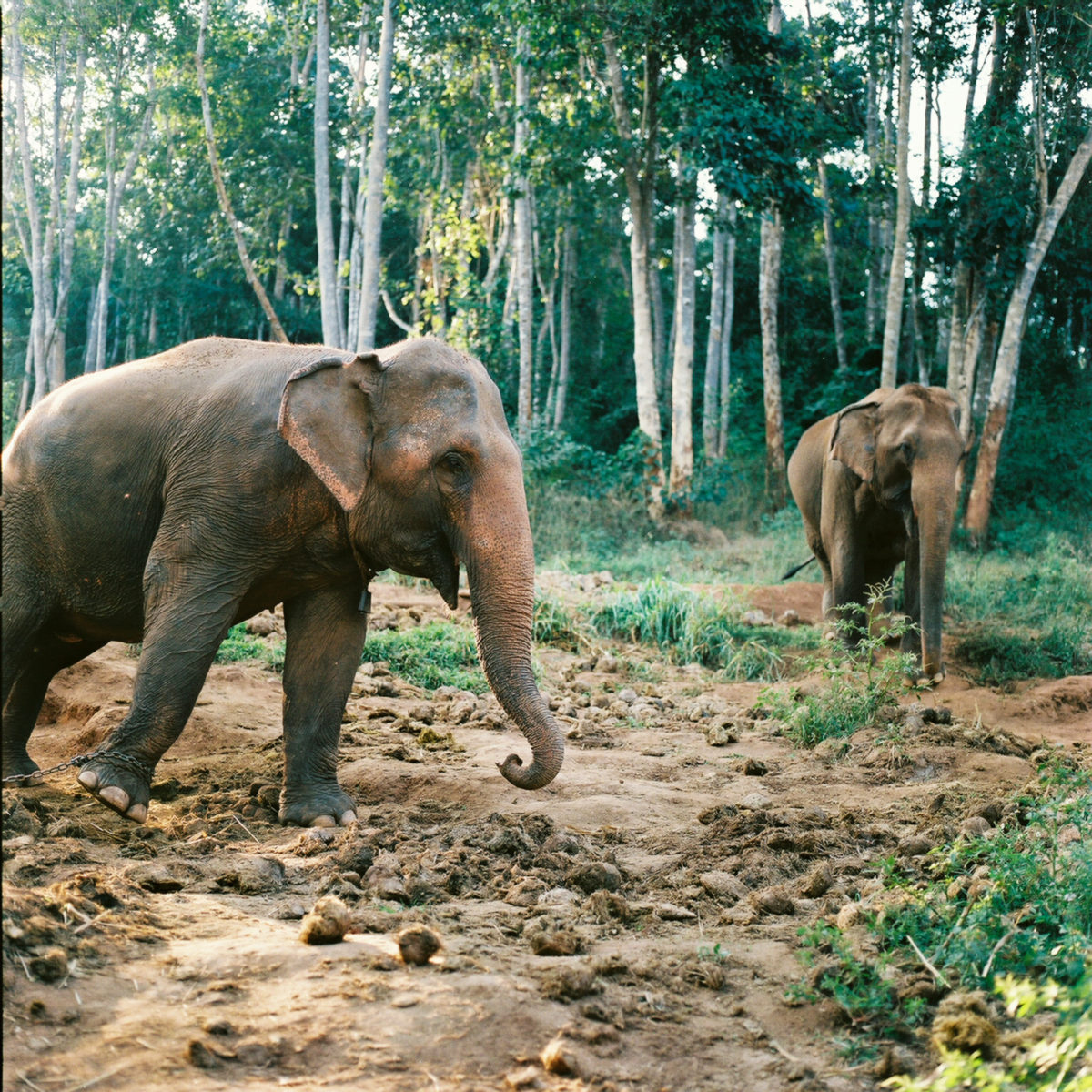 Worth Traveling For: Chiang Mai’s Ethical Elephant Sanctuary 