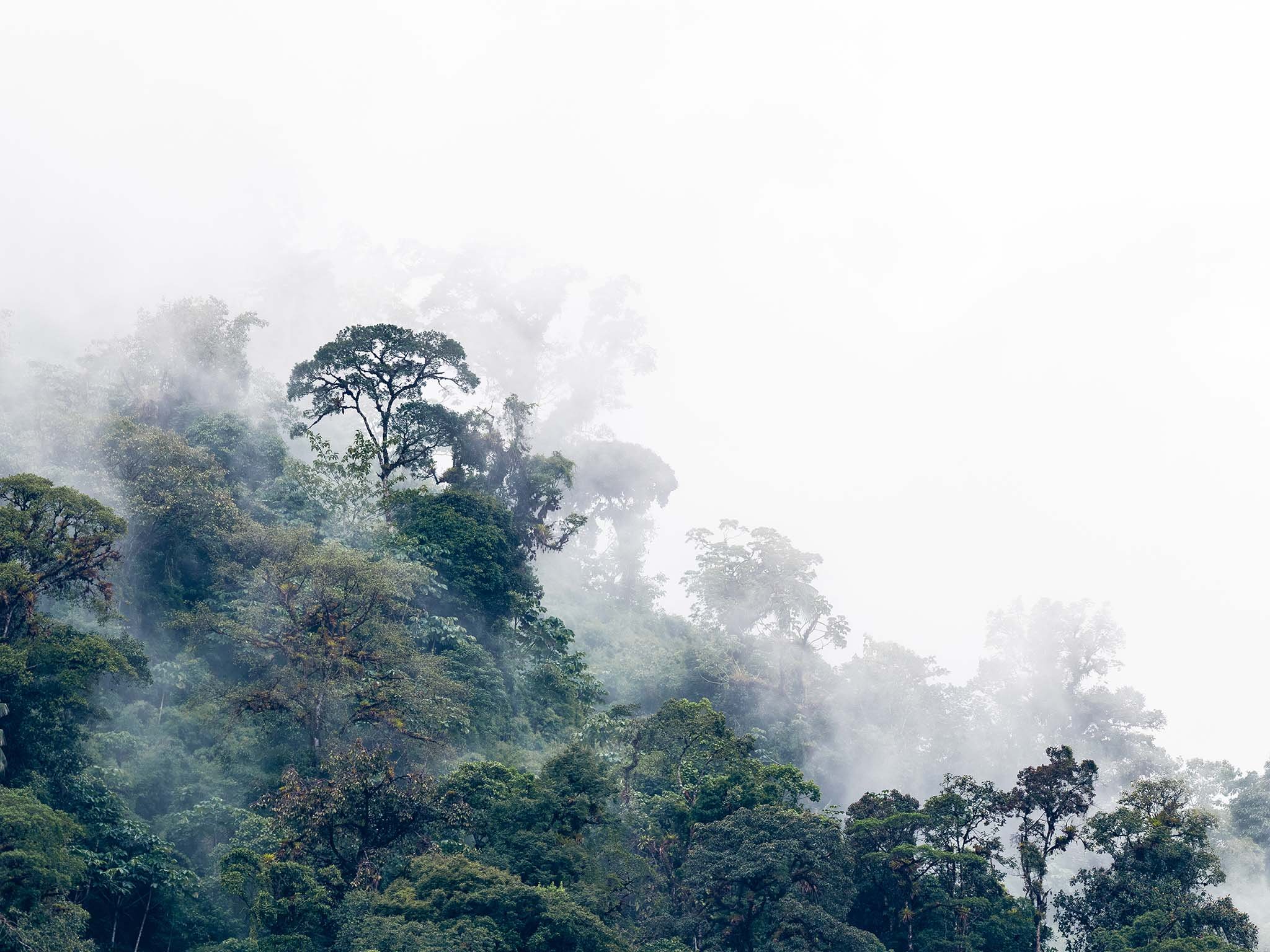 Bosque nublado_Adrián Ordieres_.jpg