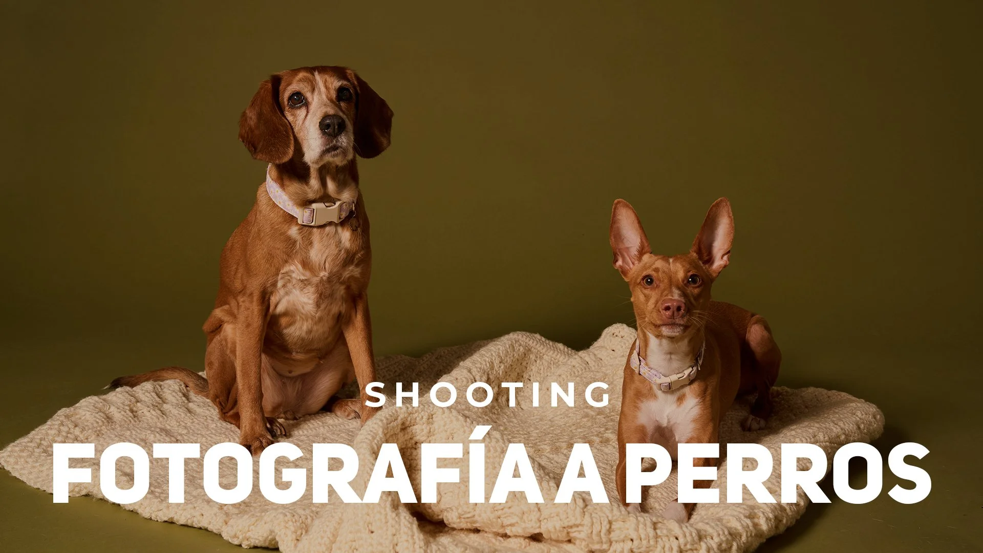 Fotografía a perros