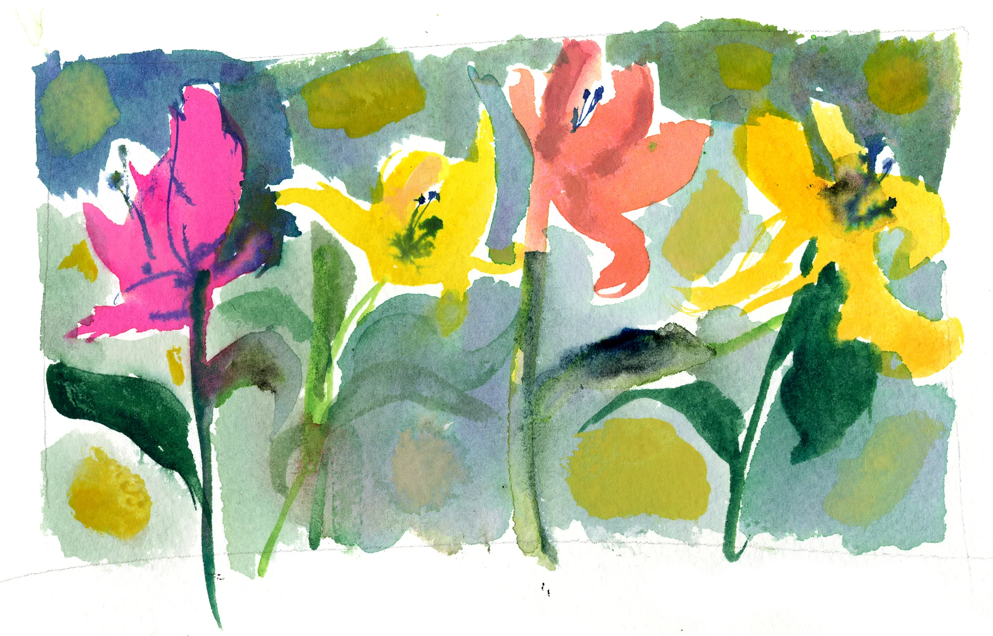 Tulips in blossom