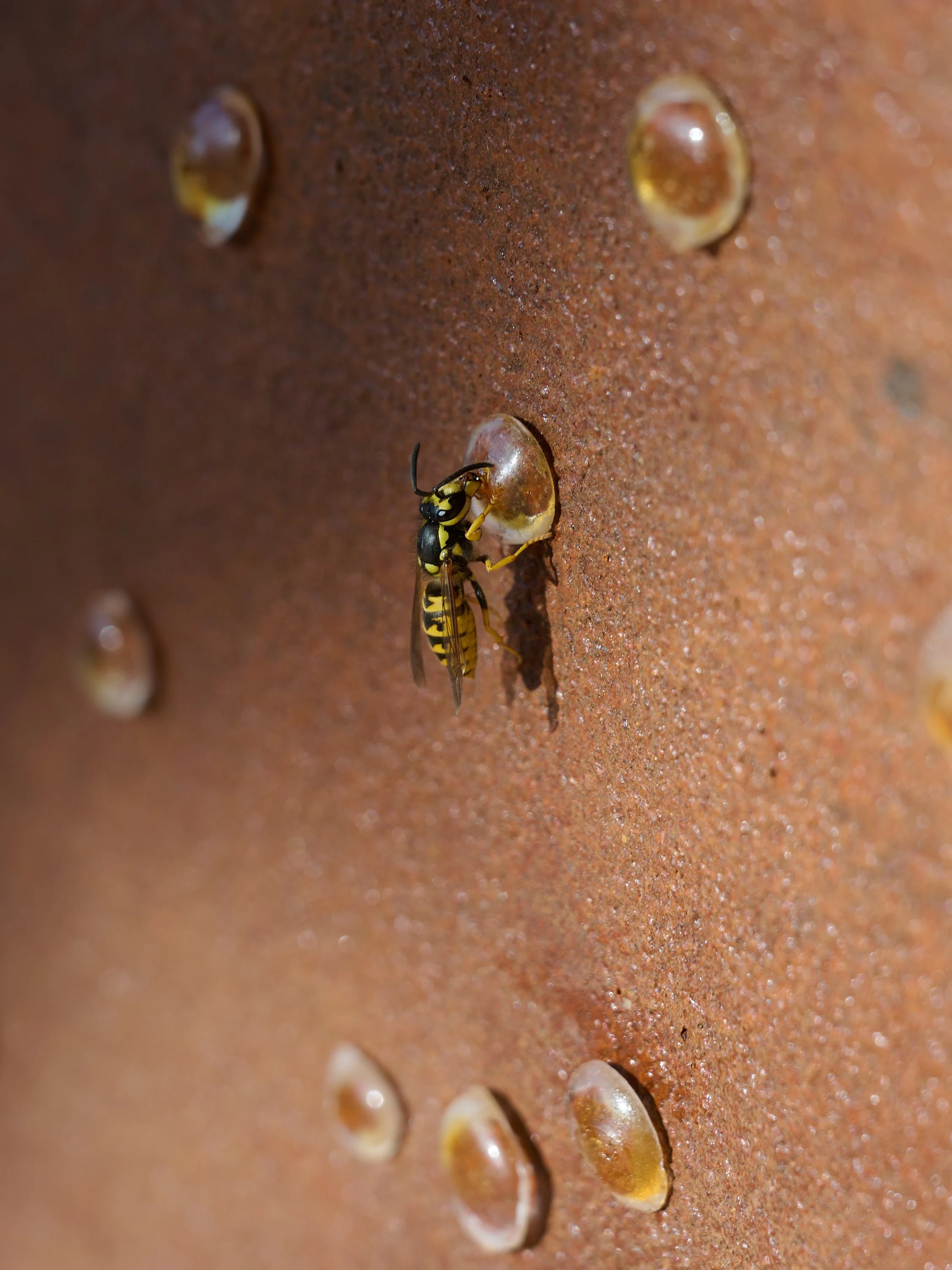 20250918_17-01-11_Z81_9781 1.jpg