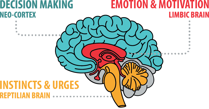 cerebro.png