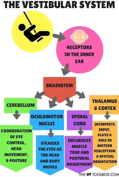 Aquí tienes una descripción un poco más detallada de cómo el oído interno recibe y transmite las señales externas al tronco encefálico y, de aquí, al resto de zonas funcionales del cerebro.