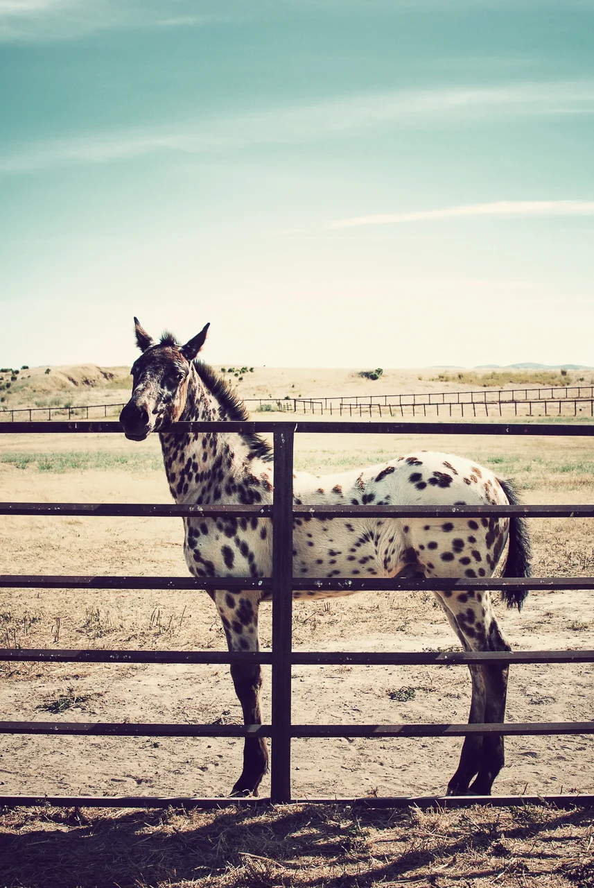  Suisun Marsh, California 
