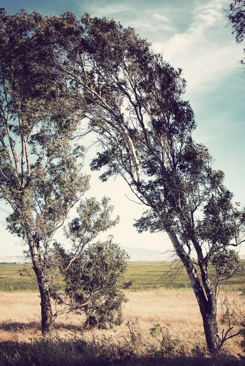  Rush Ranch Open Space, California 