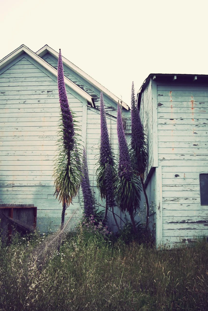  Mendocino, California 