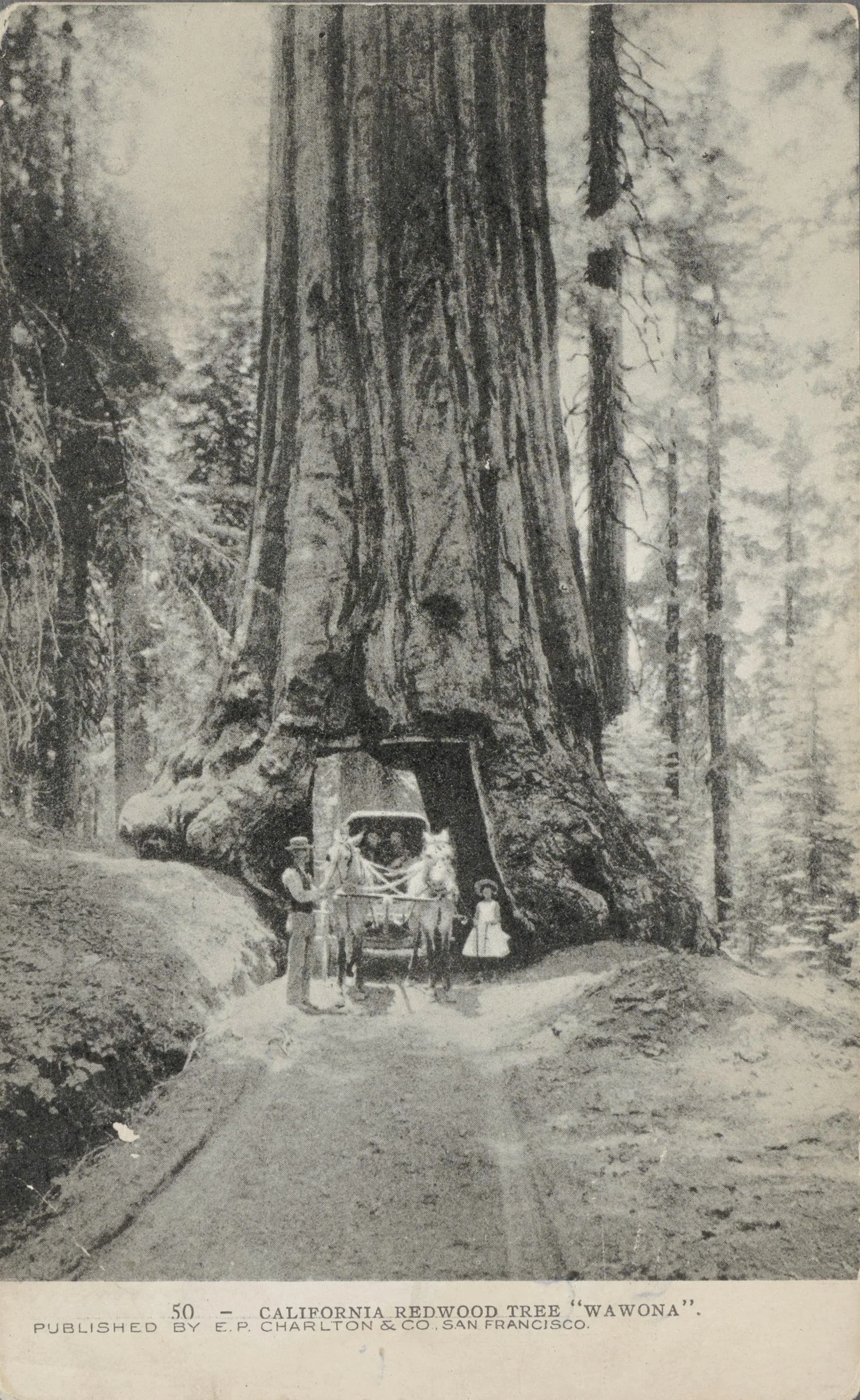  Postcard, circa 1905. California Redwood Tree, "Wawona." Published by E.P. Charlton & Co. Courtesy of The Bancroft Library, University of California, Berkeley. Walter Robert and Gail Lynn Kransky collection of Edward H. Mitchell postcards. BANC PIC 