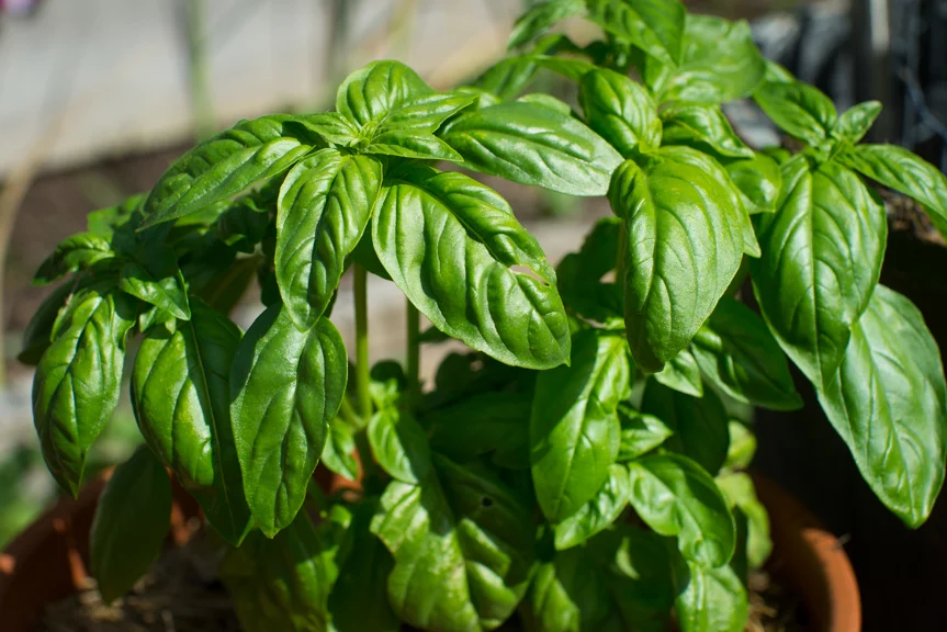 Basil by the pound