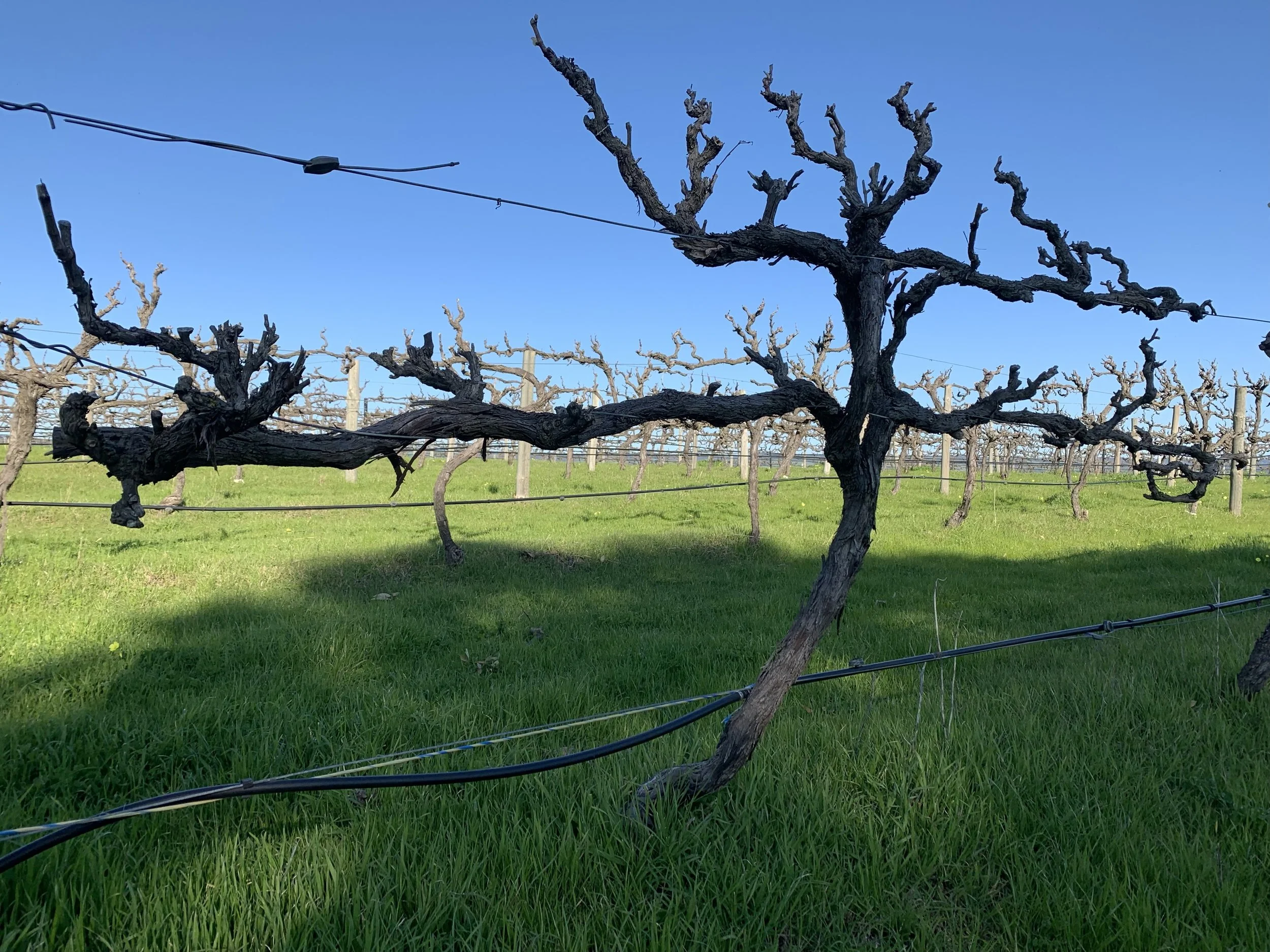 Australia: McLaren Vale