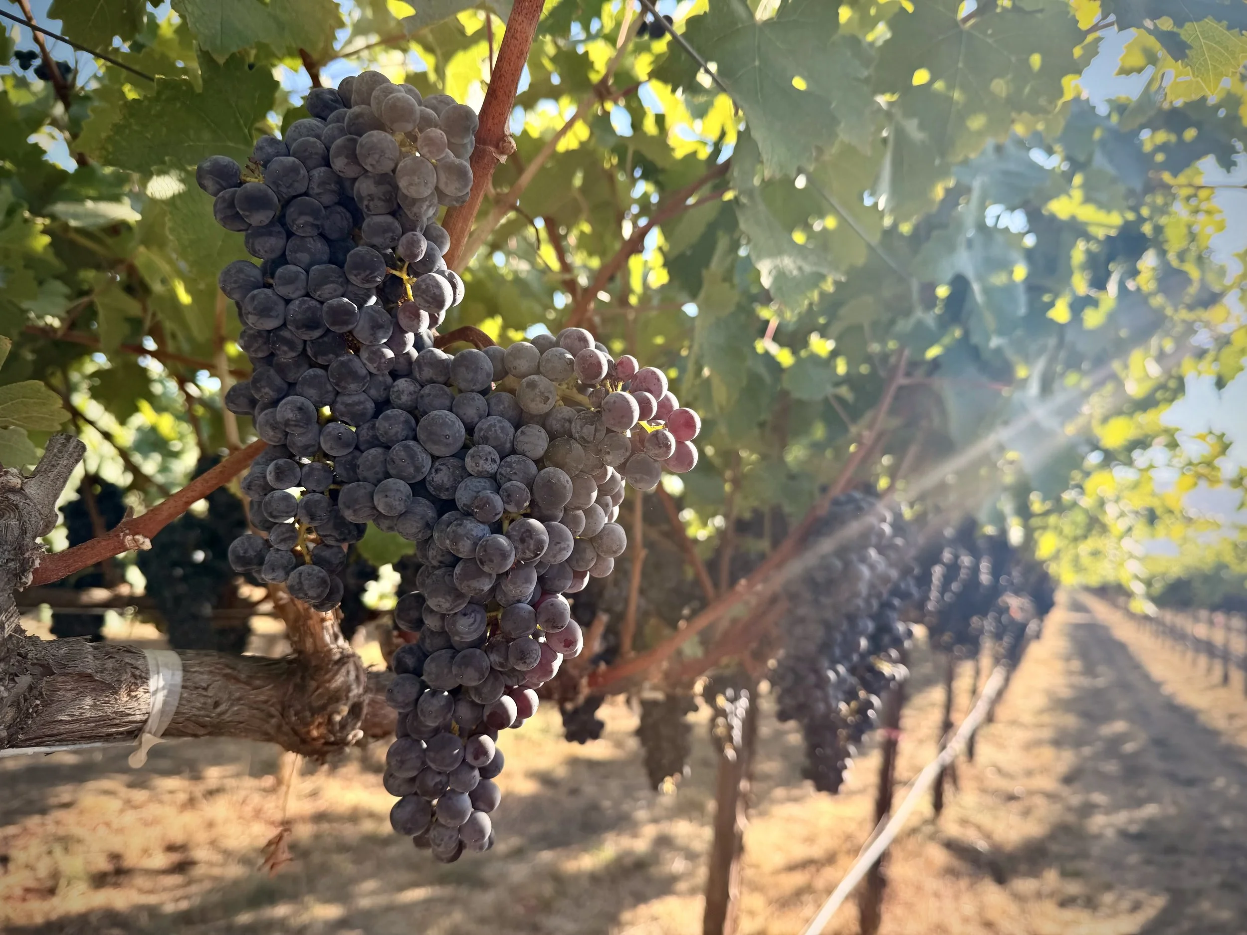Honig Vineyard and Winery