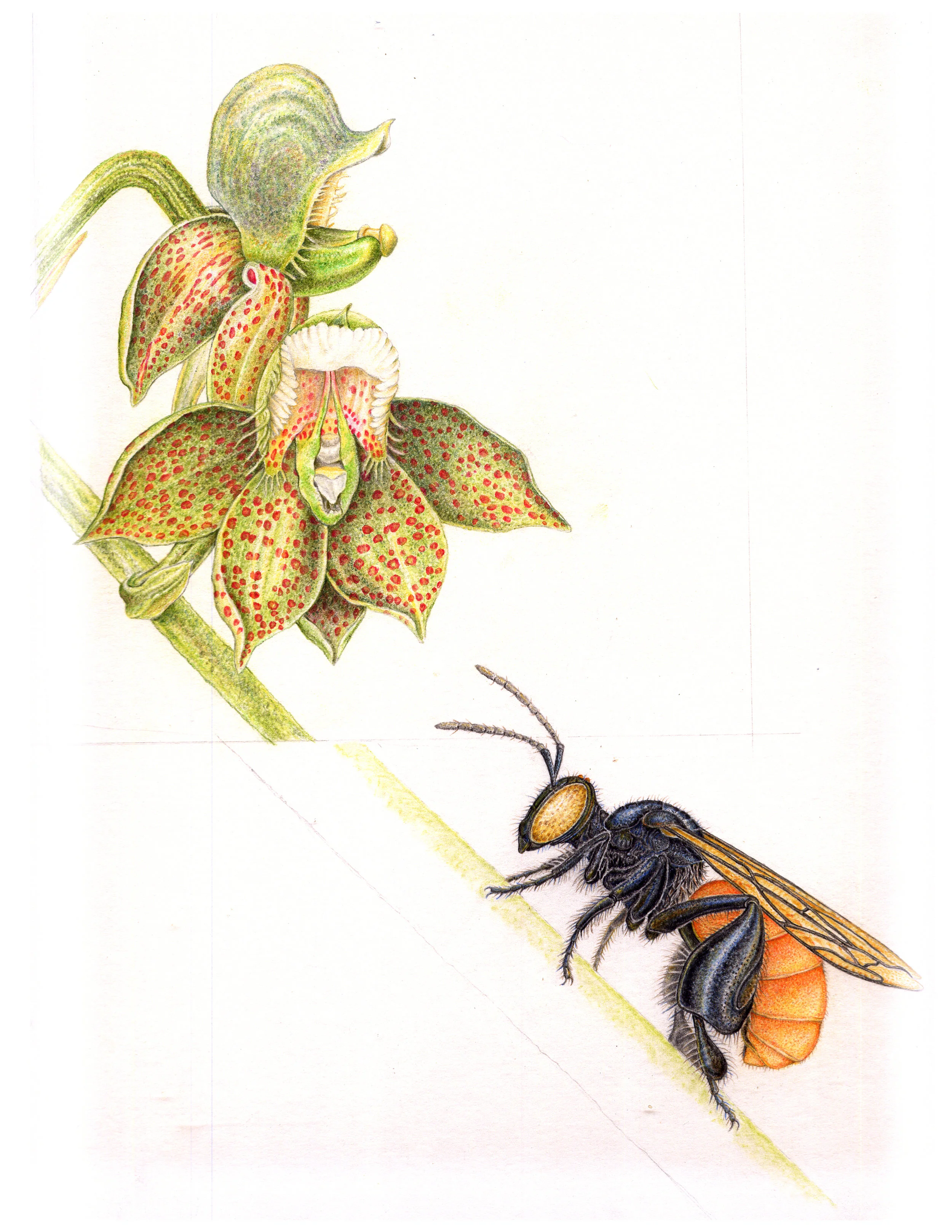 Catasetum