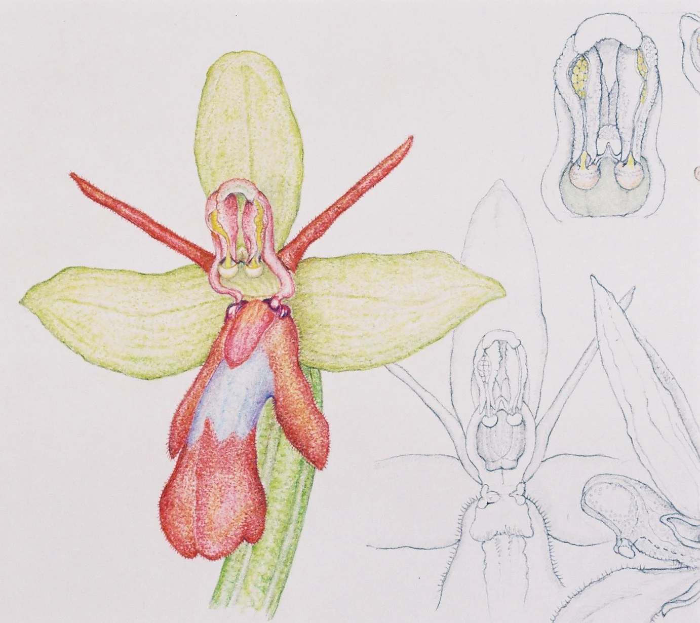 Ophrys Insecifera